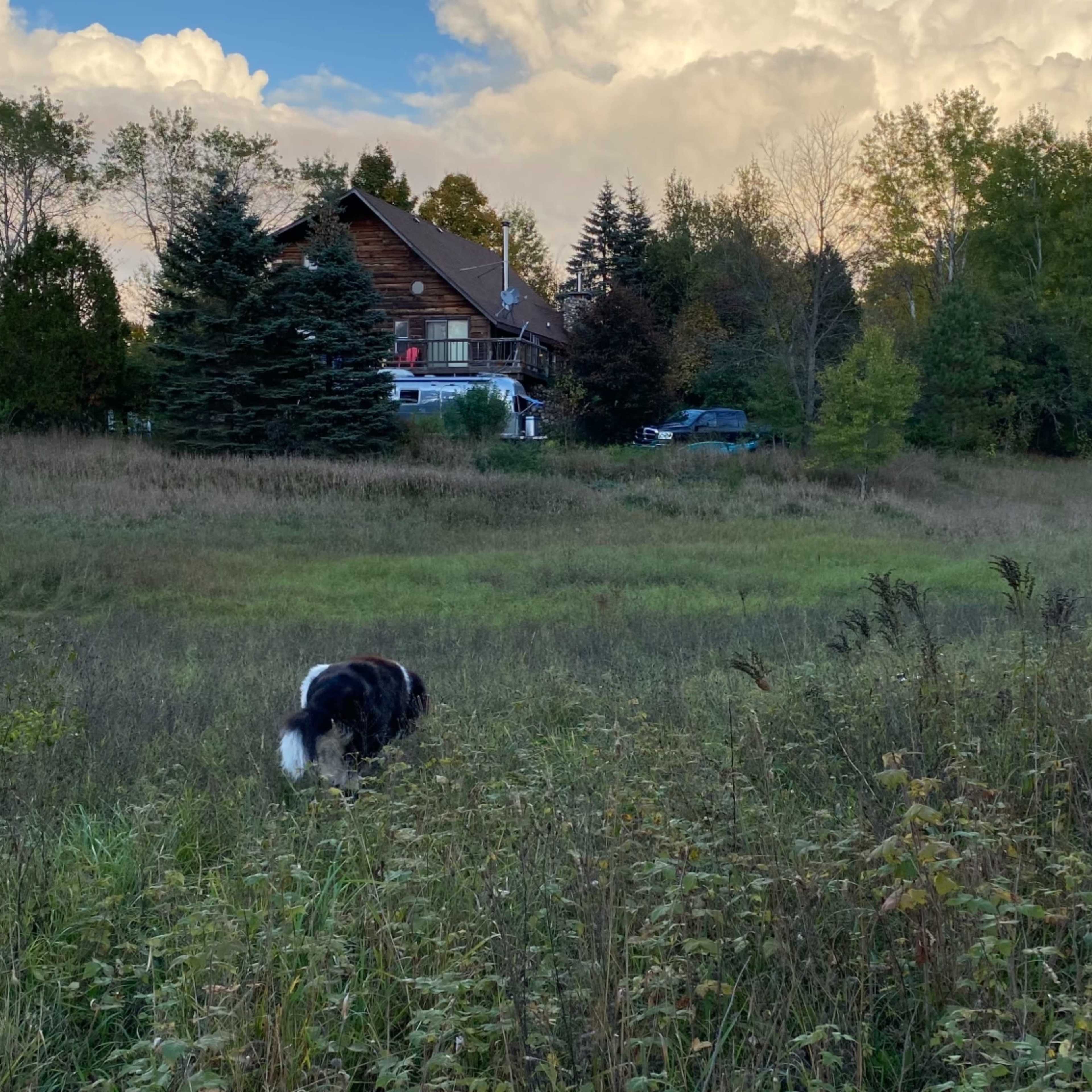 A black and white dog is sniffing through tall grass in a field with a house and trees in the background under a cloudy sky.