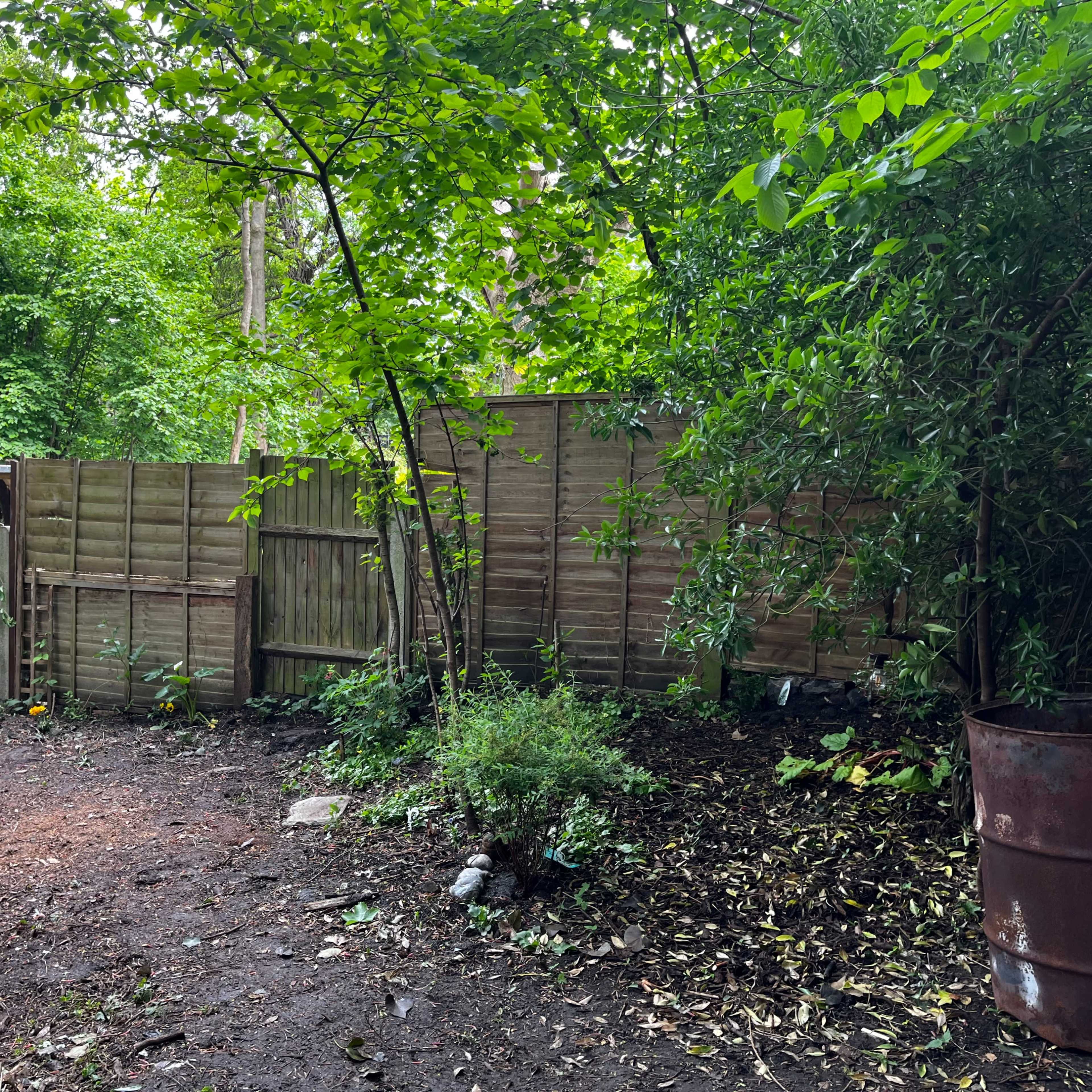 A wooded area with a fence, a few trees, and a patch of earth covered in fallen leaves.