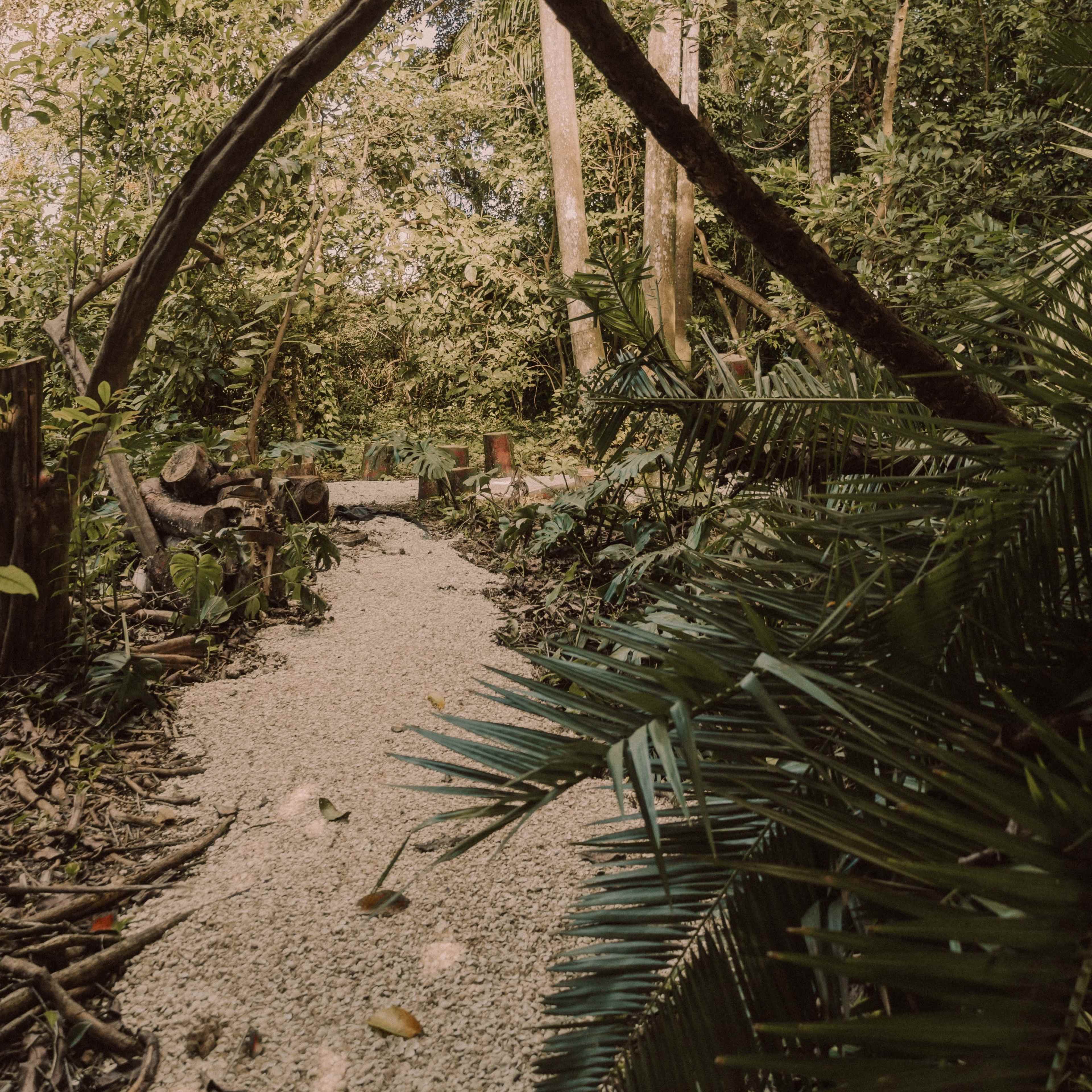 A sandy path winds through a dense green forest, flanked by trees and tropical plants.