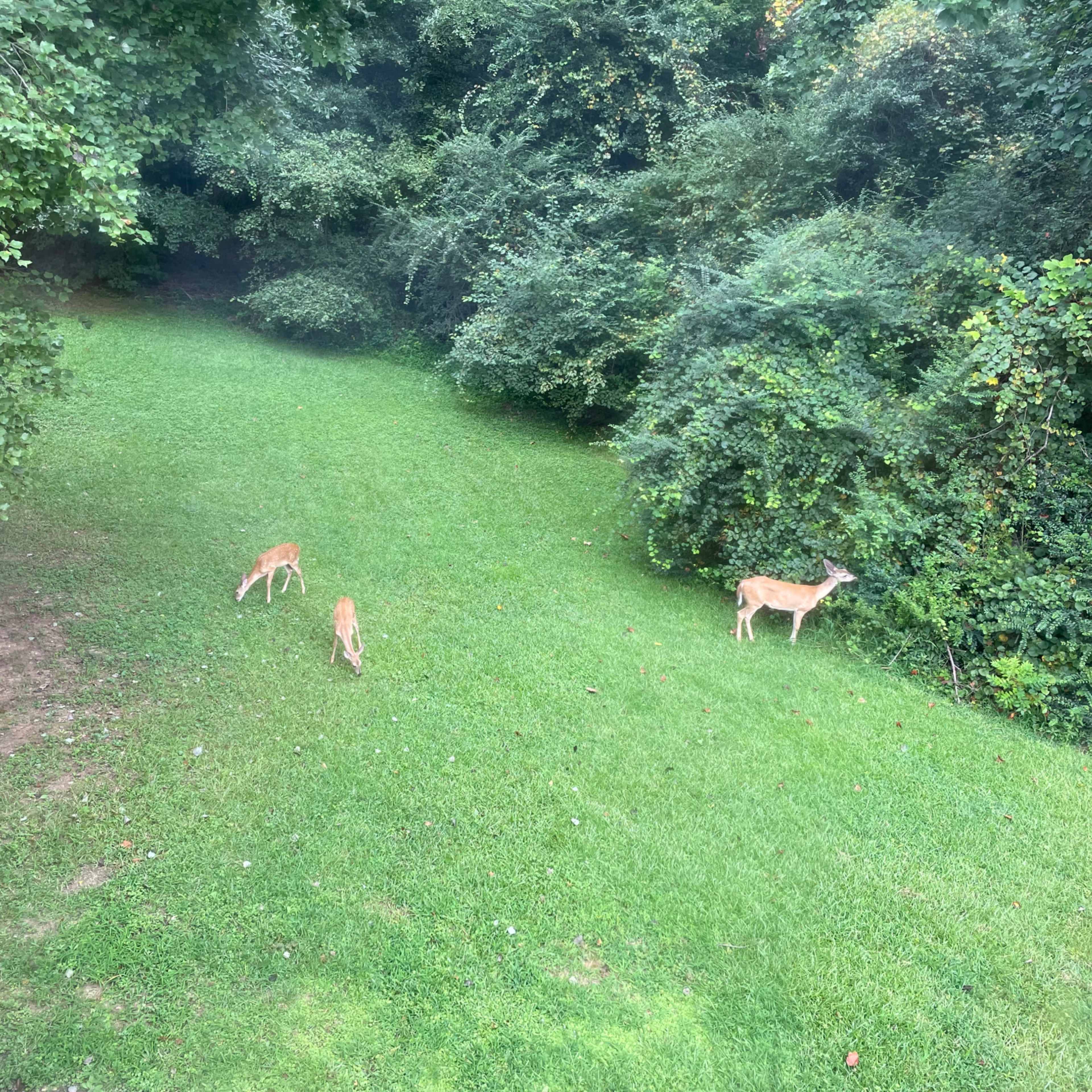 Two deer graze in a grassy area surrounded by dense greenery.