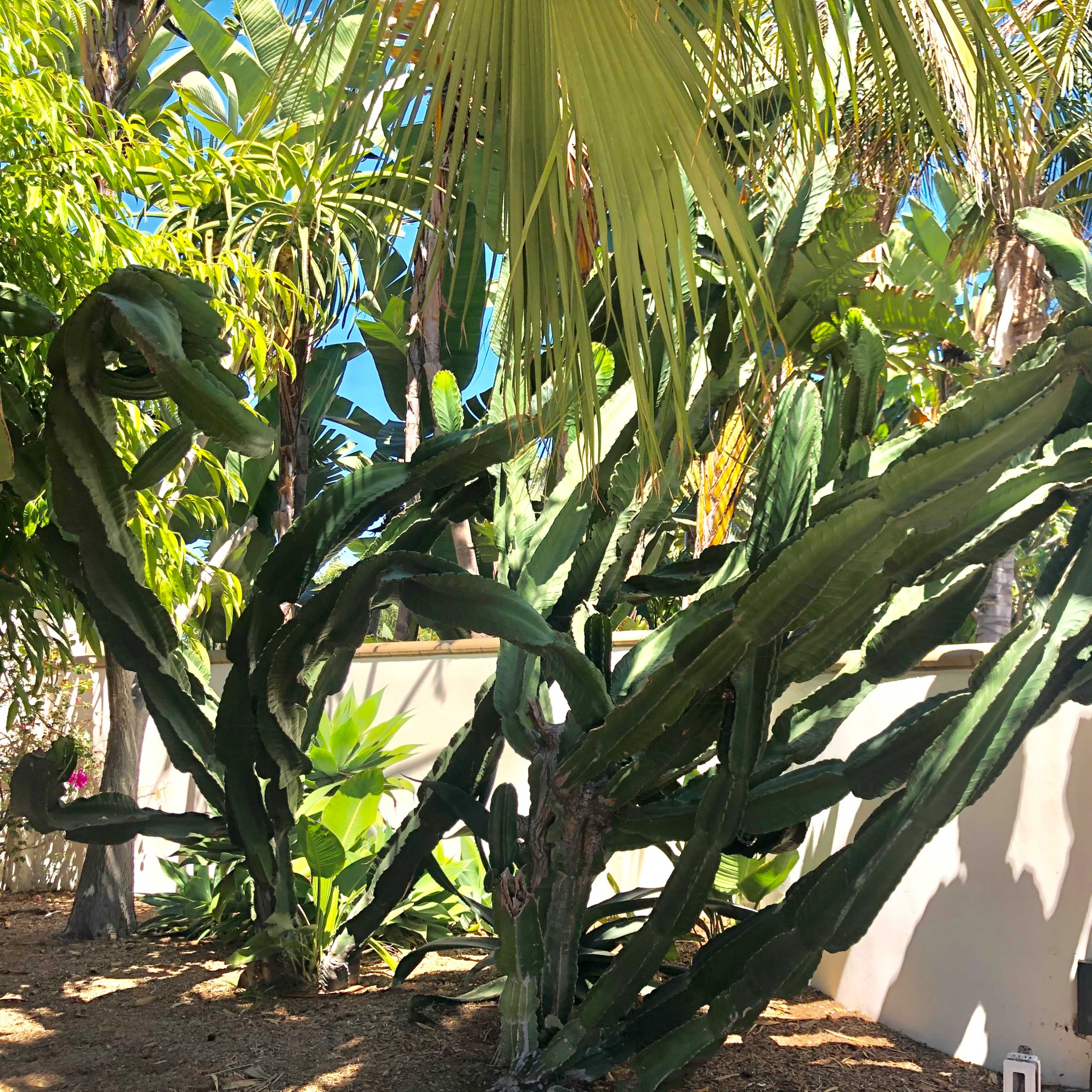 A large, twisted cactus surrounded by various tropical plants and palm trees near a wall.