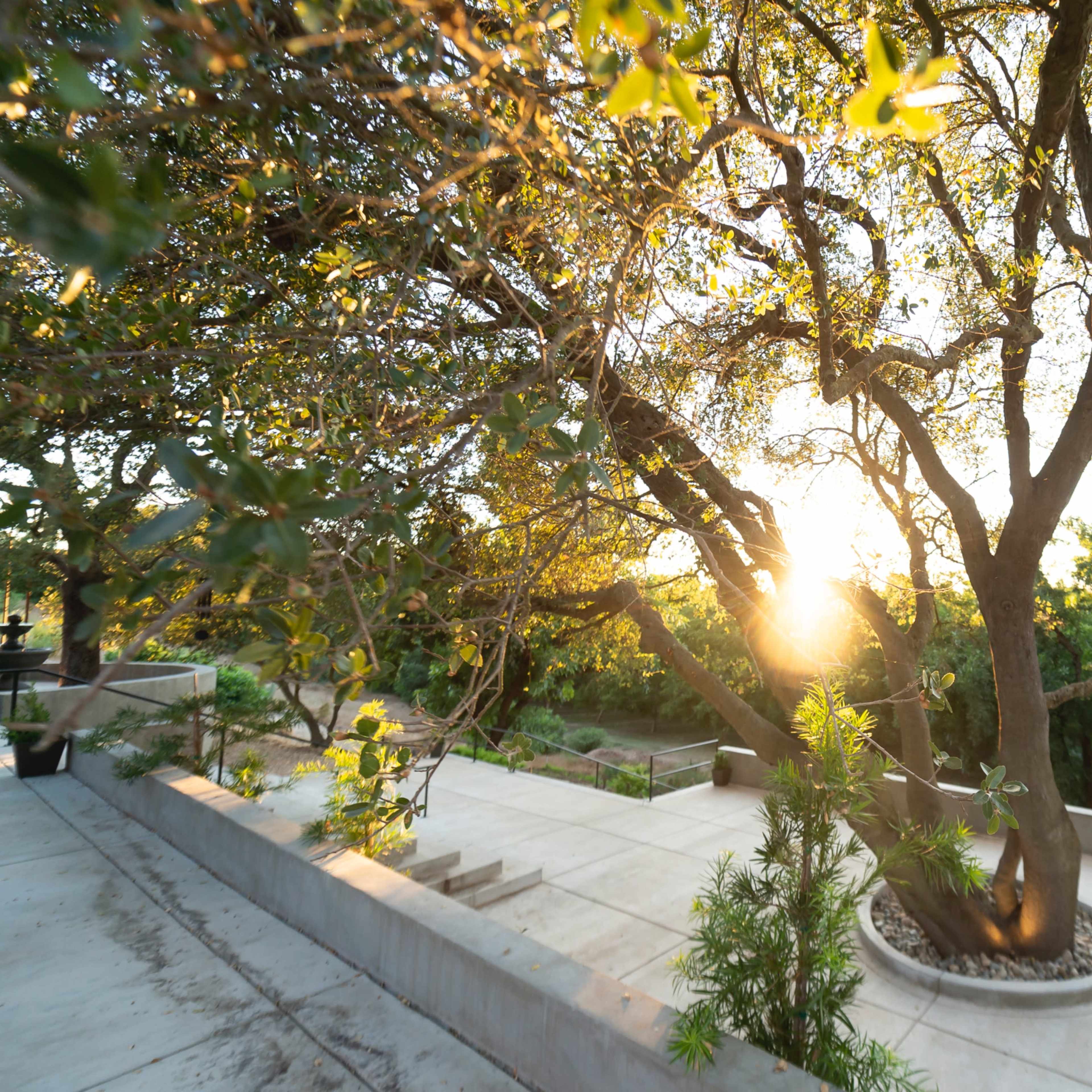 The sun sets behind a tree in a landscaped garden with a concrete pathway.