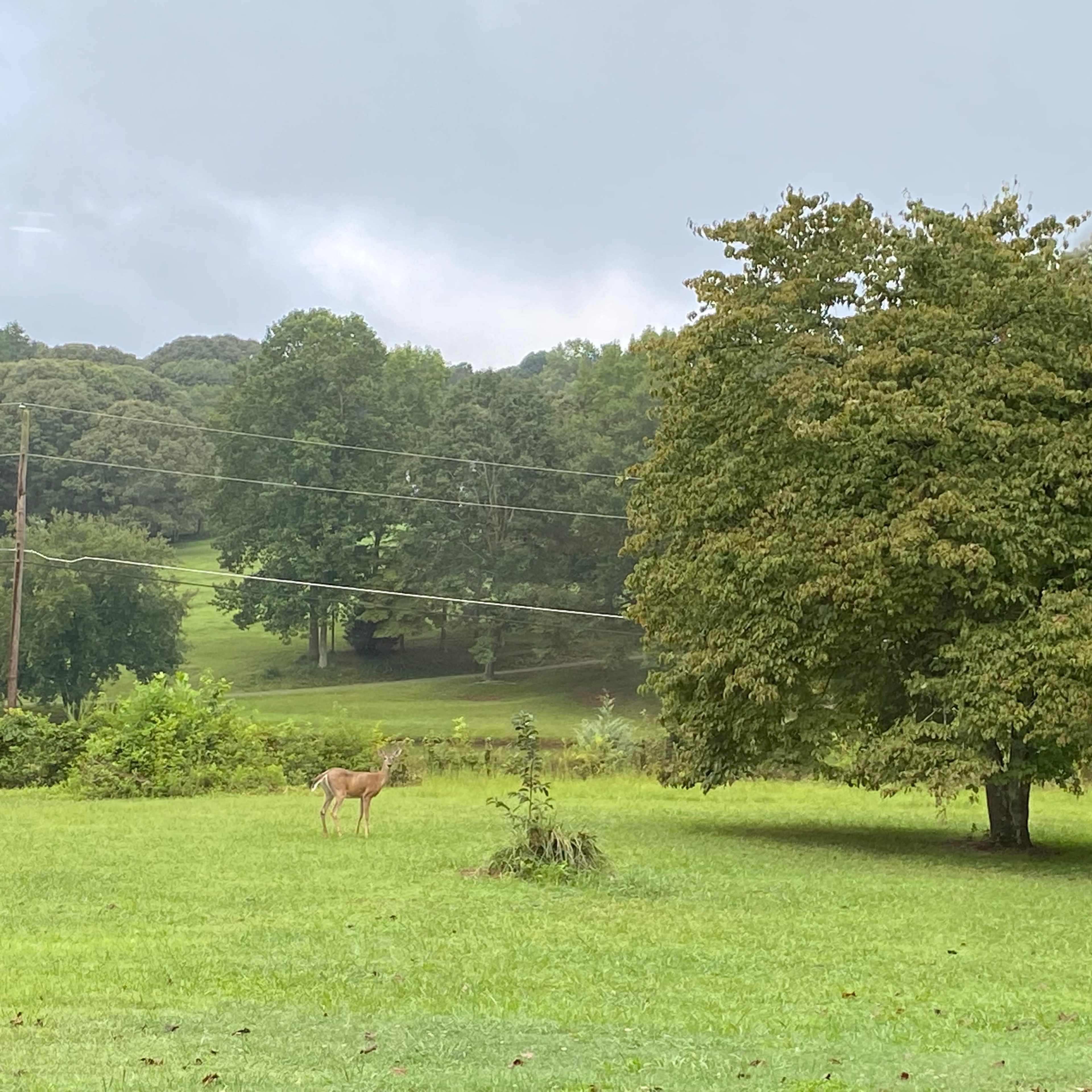 Two deer graze in a grassy field beside a large tree with rolling hills and cloudy skies in the background.