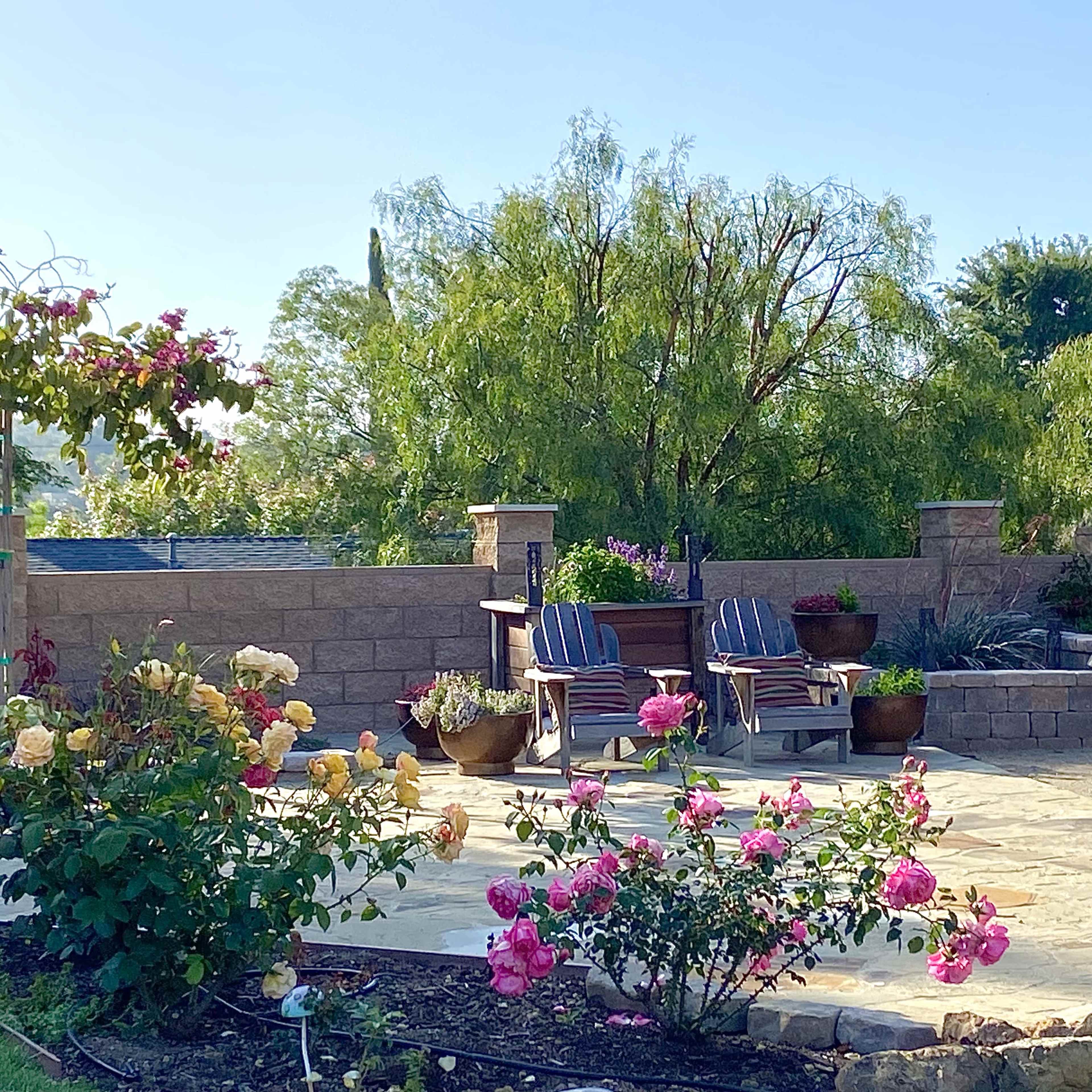 A patio area features two wooden chairs beside a table, surrounded by blooming rose bushes and a stone wall.