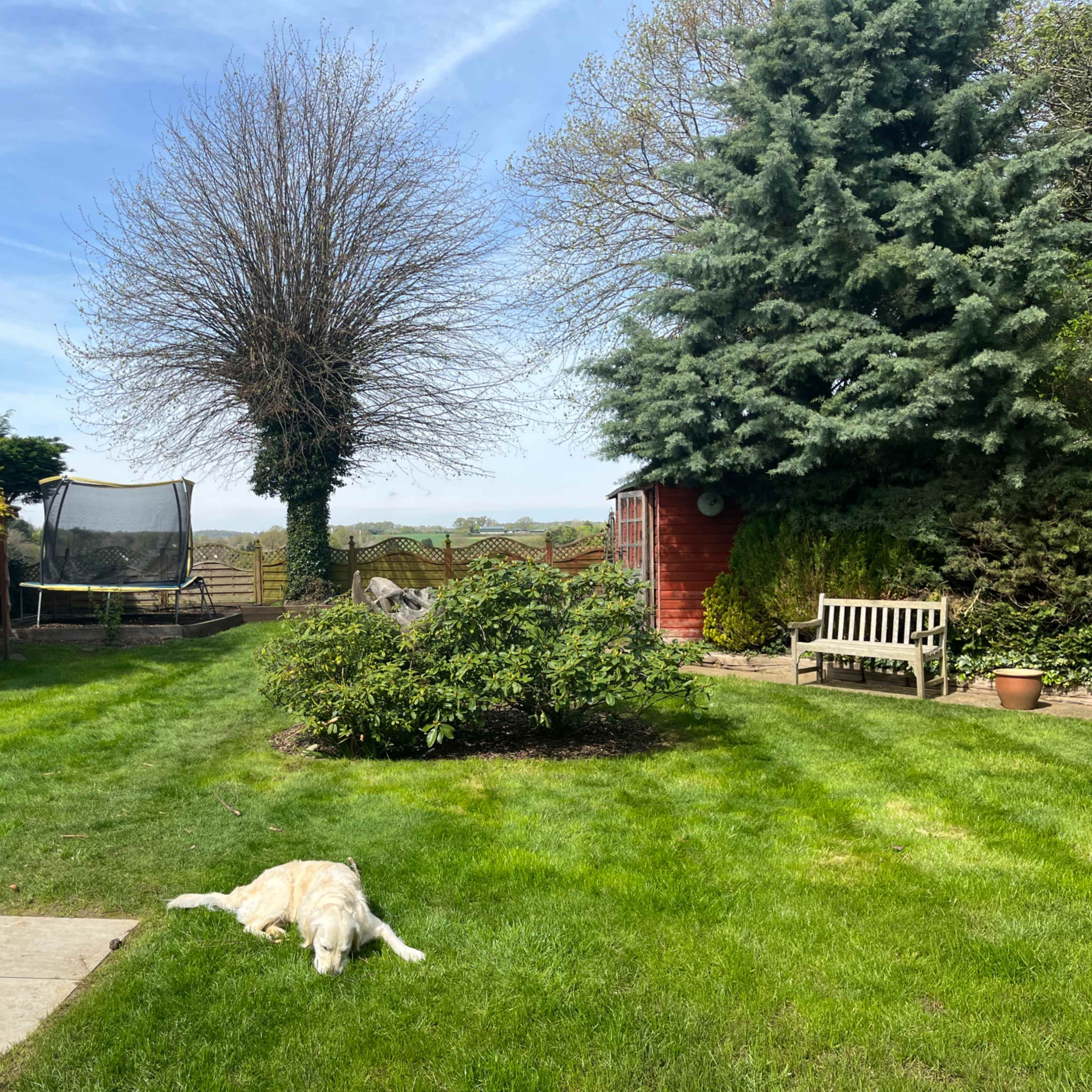 A golden retriever lays on the grass in a garden that features a trampoline, a wooden bench, and various trees against a clear blue sky.