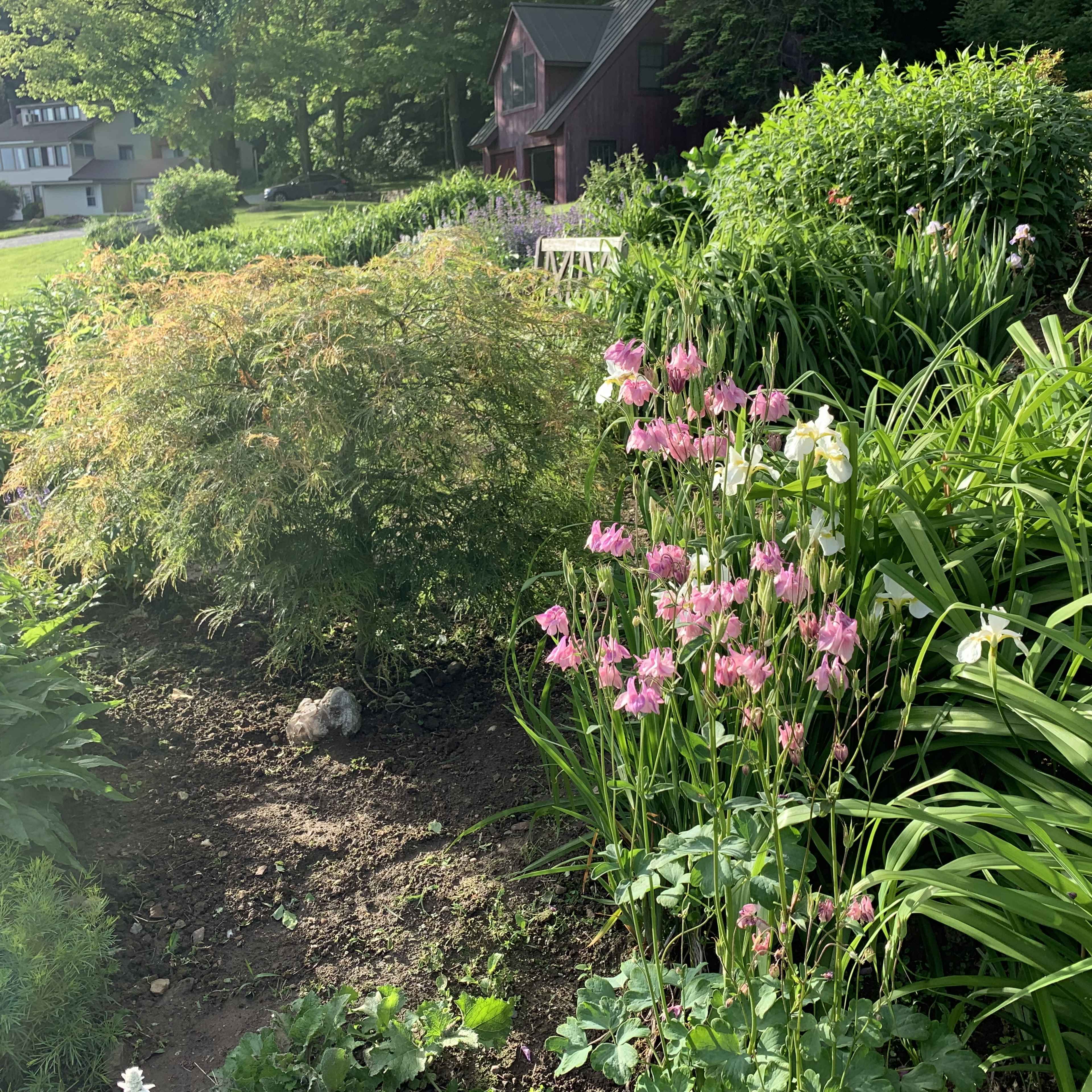 A garden scene featuring clusters of pink and white flowers, surrounded by lush green foliage and a small wooden shed in the background.
