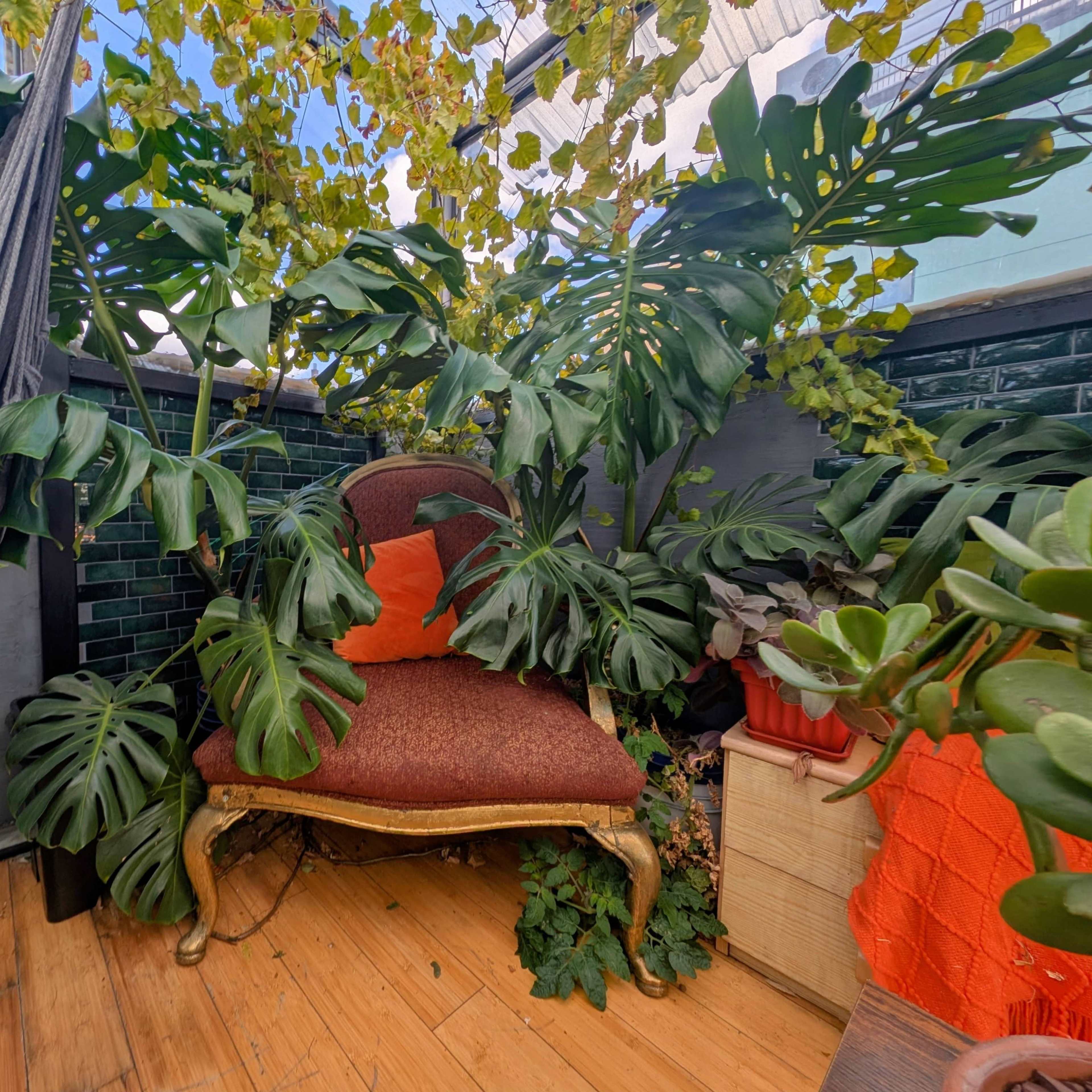 Plant Filled Rooftop Greenhouse with Hufflepuff Vibe and Church View Image in East Harlem, New York, NY
