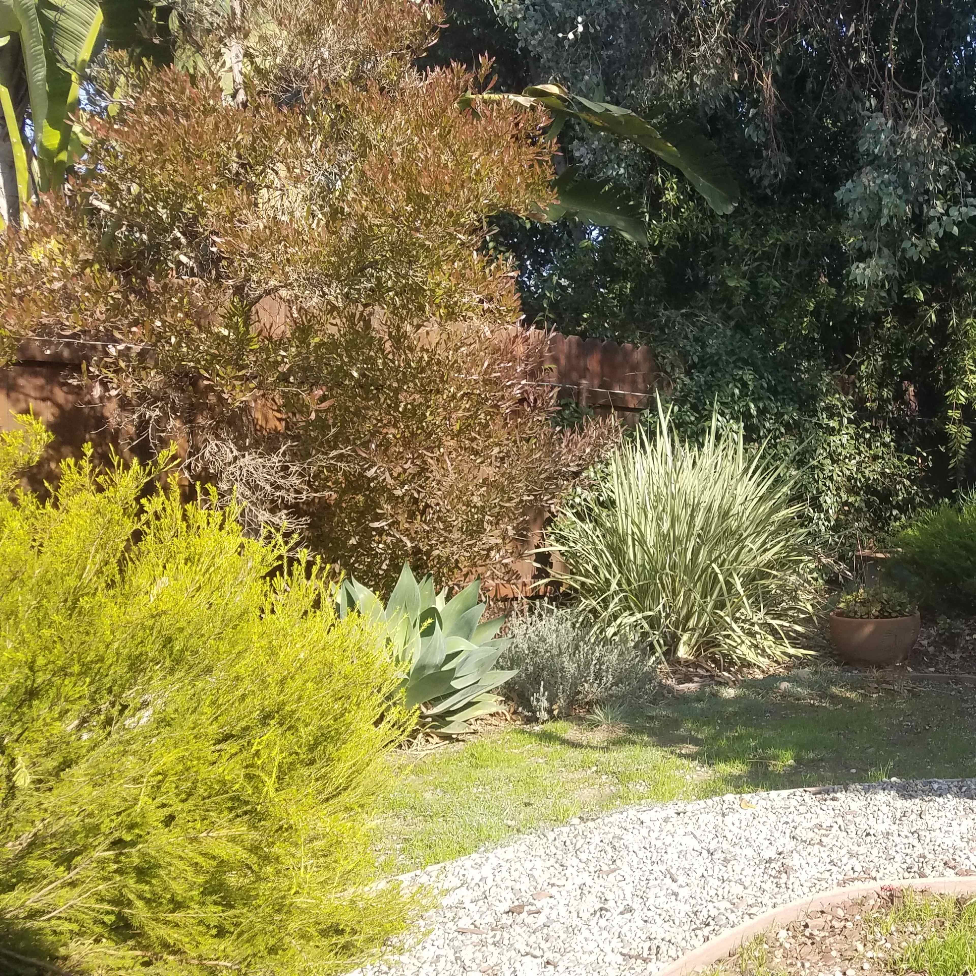 A landscaped garden featuring various types of shrubs and plants arranged along a gravel pathway.