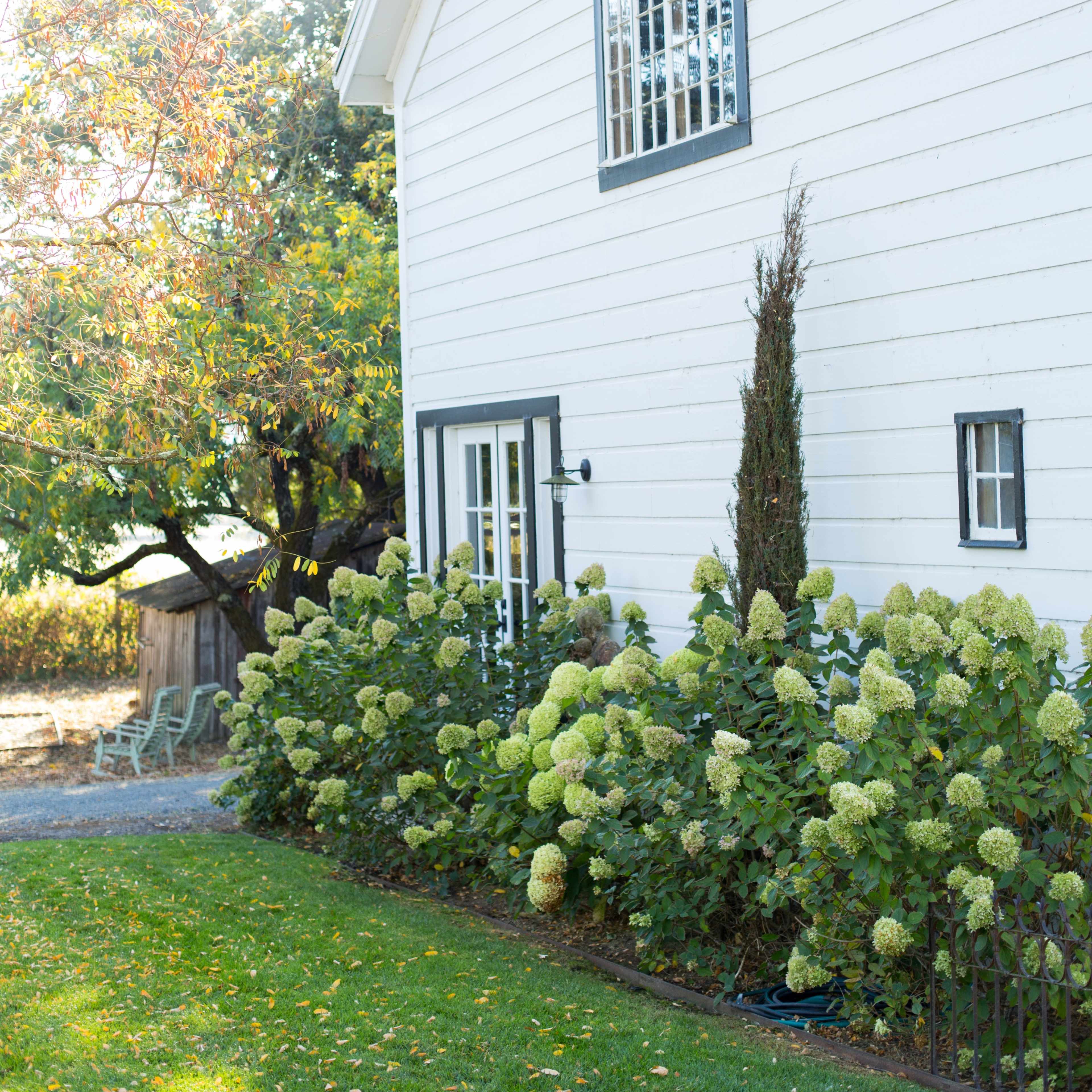 A white house with large windows is surrounded by blooming hydrangeas and a well-maintained lawn.