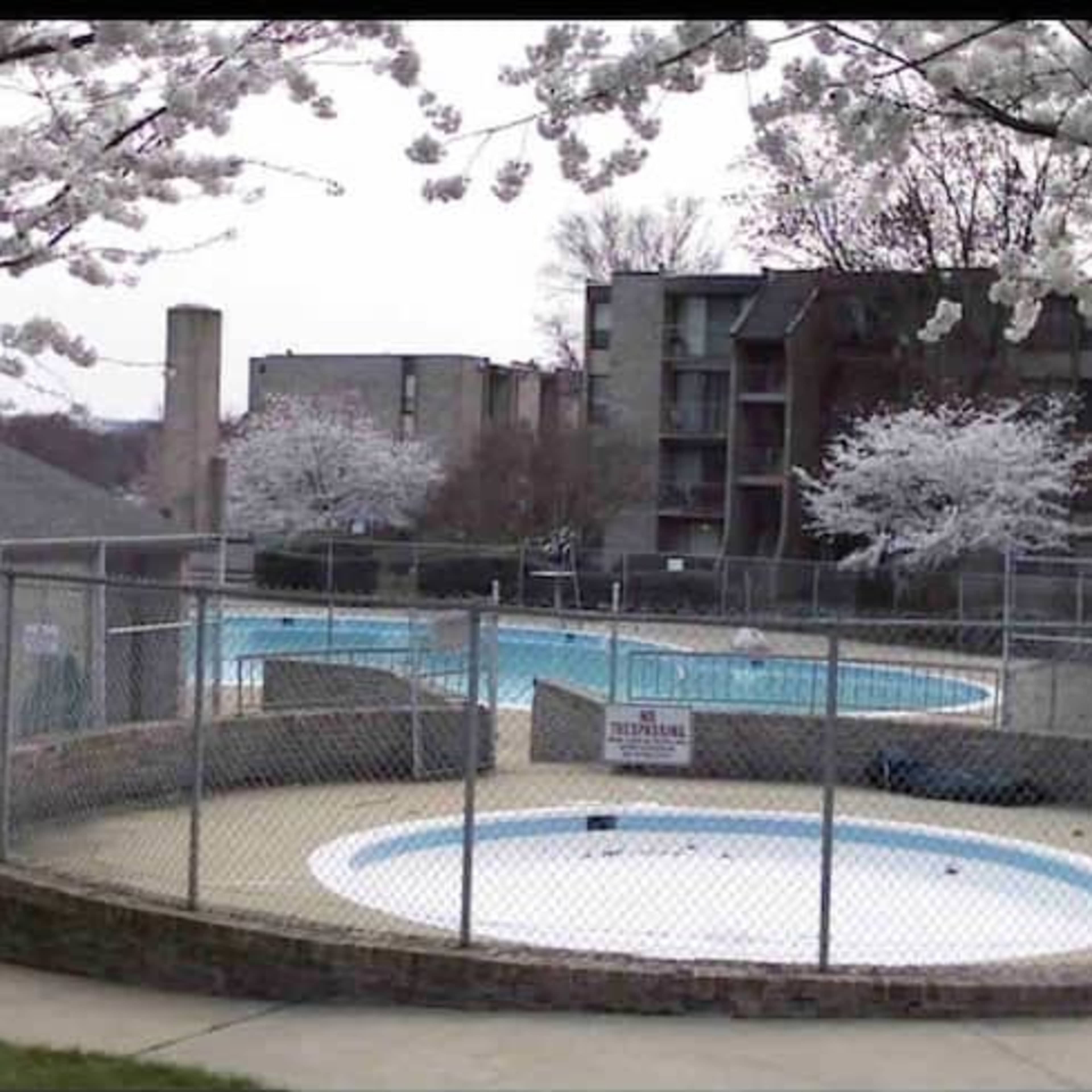 A fenced area with two swimming pools surrounded by trees with white blossoms and several apartment buildings in the background.