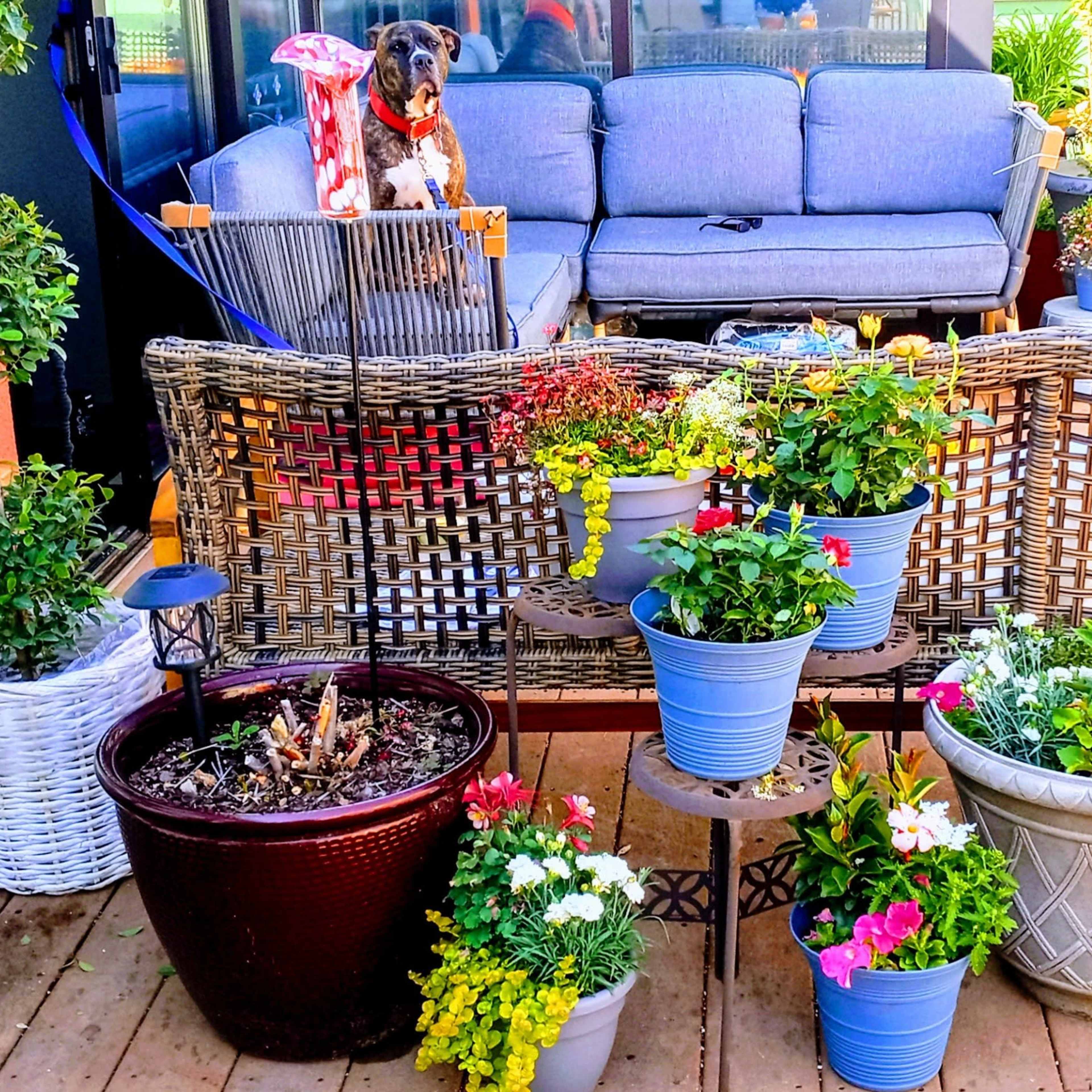 A backyard patio features a couch behind a decorative fence, surrounded by various potted plants in colorful containers.