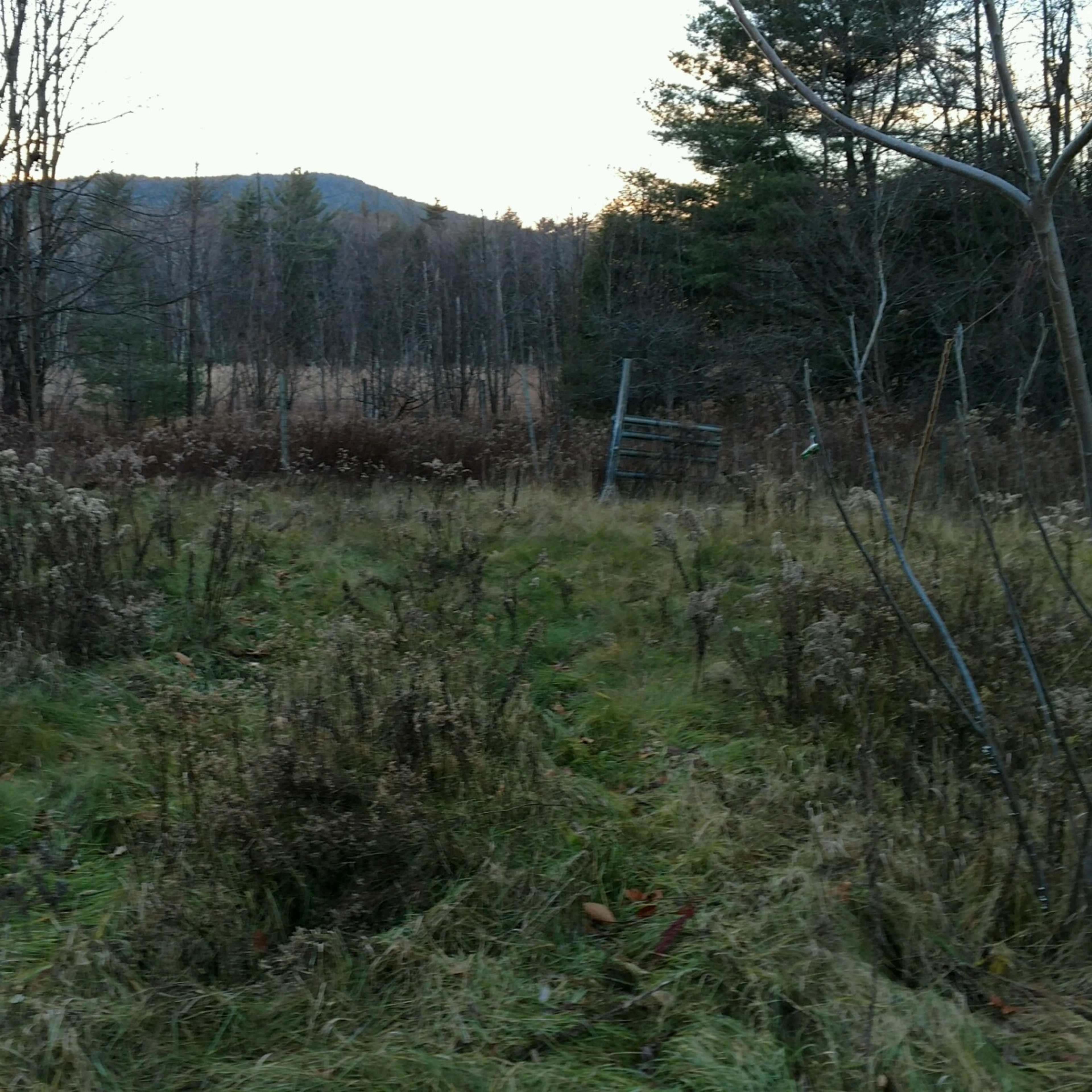 A weathered barn stands in a field overgrown with grass and wildflowers, surrounded by sparse trees and distant hills under a clear sky.
