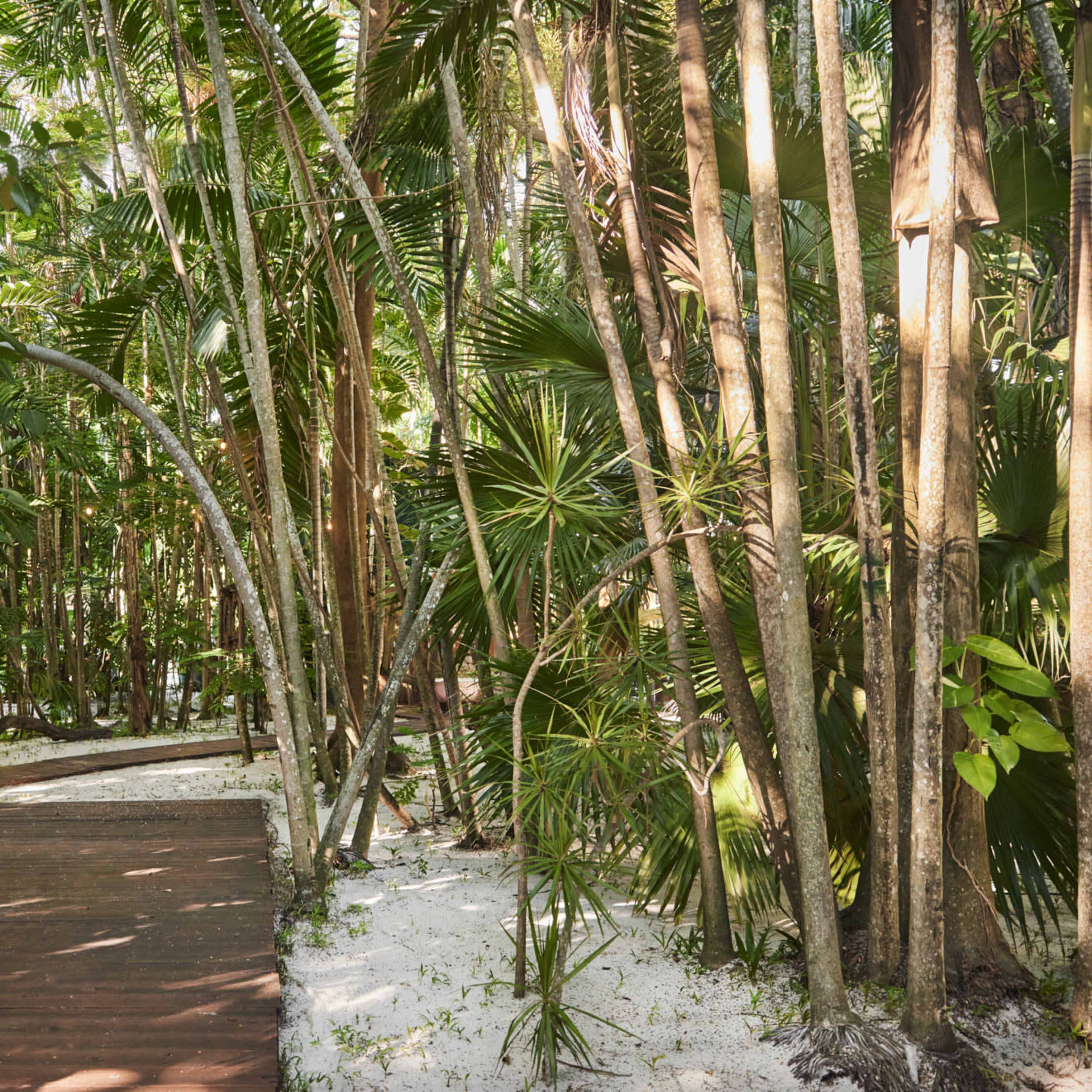 A wooden path winds through a dense tropical forest with various types of palm and leaf vegetation.