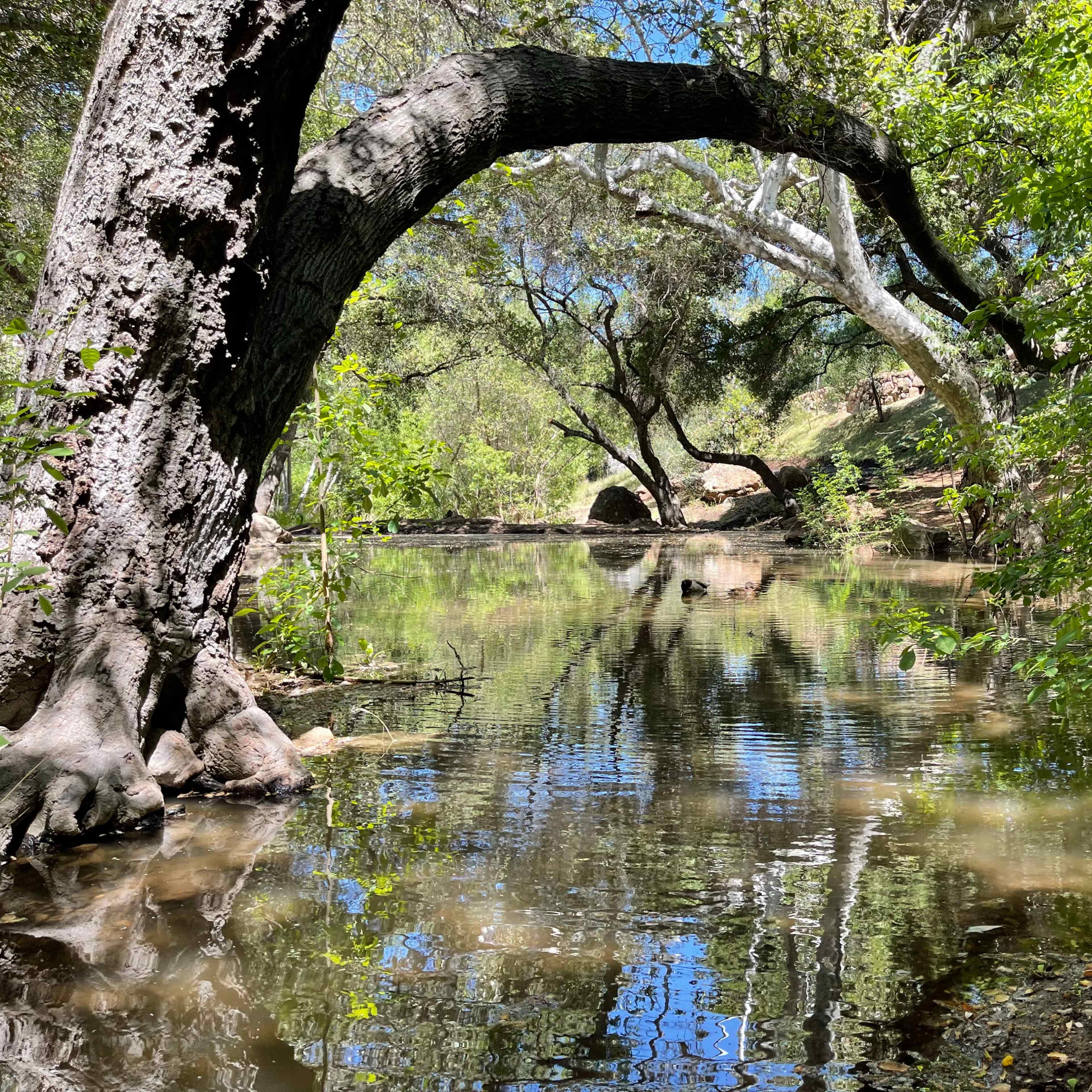 A tranquil stream flows through a wooded area, reflecting the surrounding trees and blue sky.
