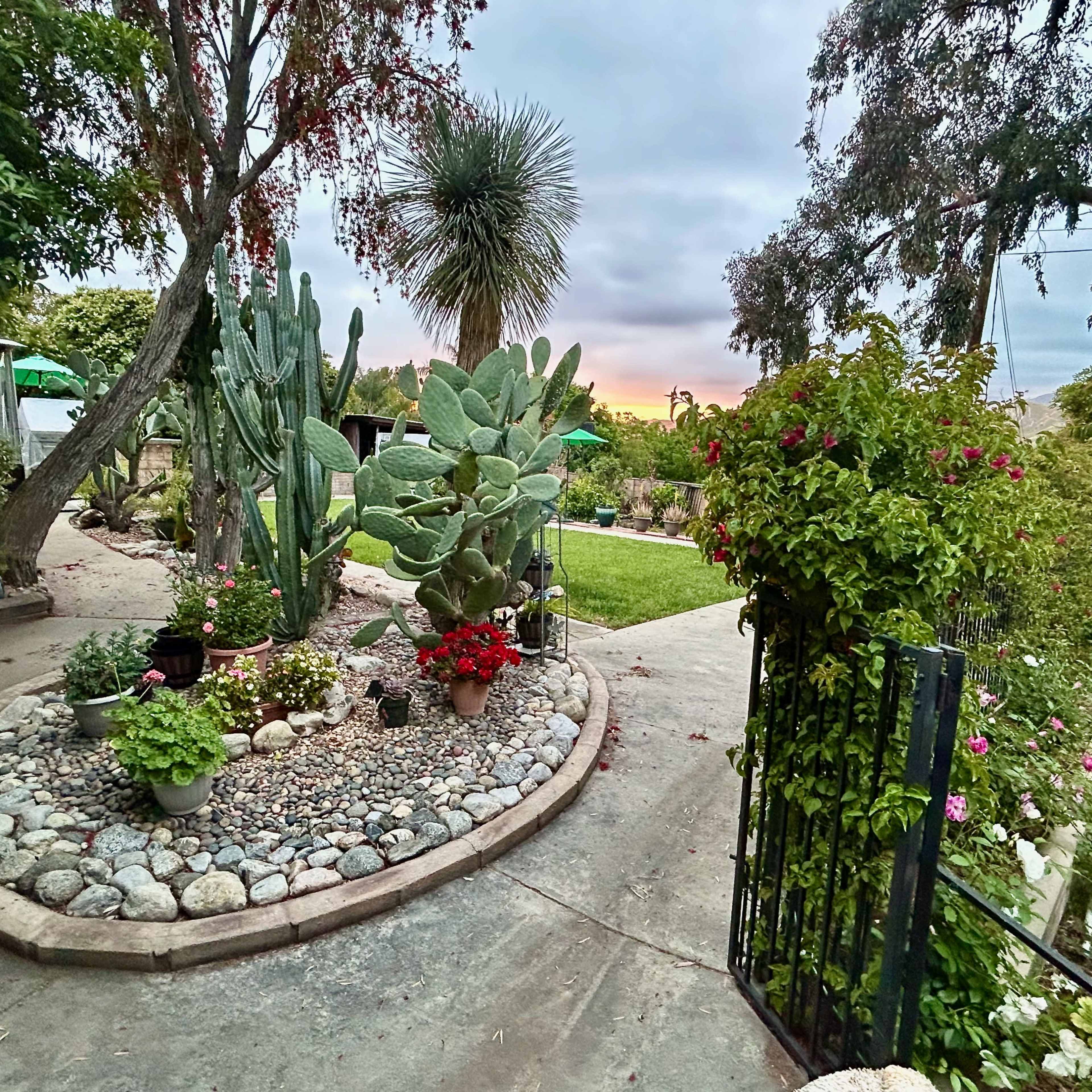 A landscaped garden with a circular stone arrangement containing cacti and vibrant flowers, surrounded by a pathway and a fence.