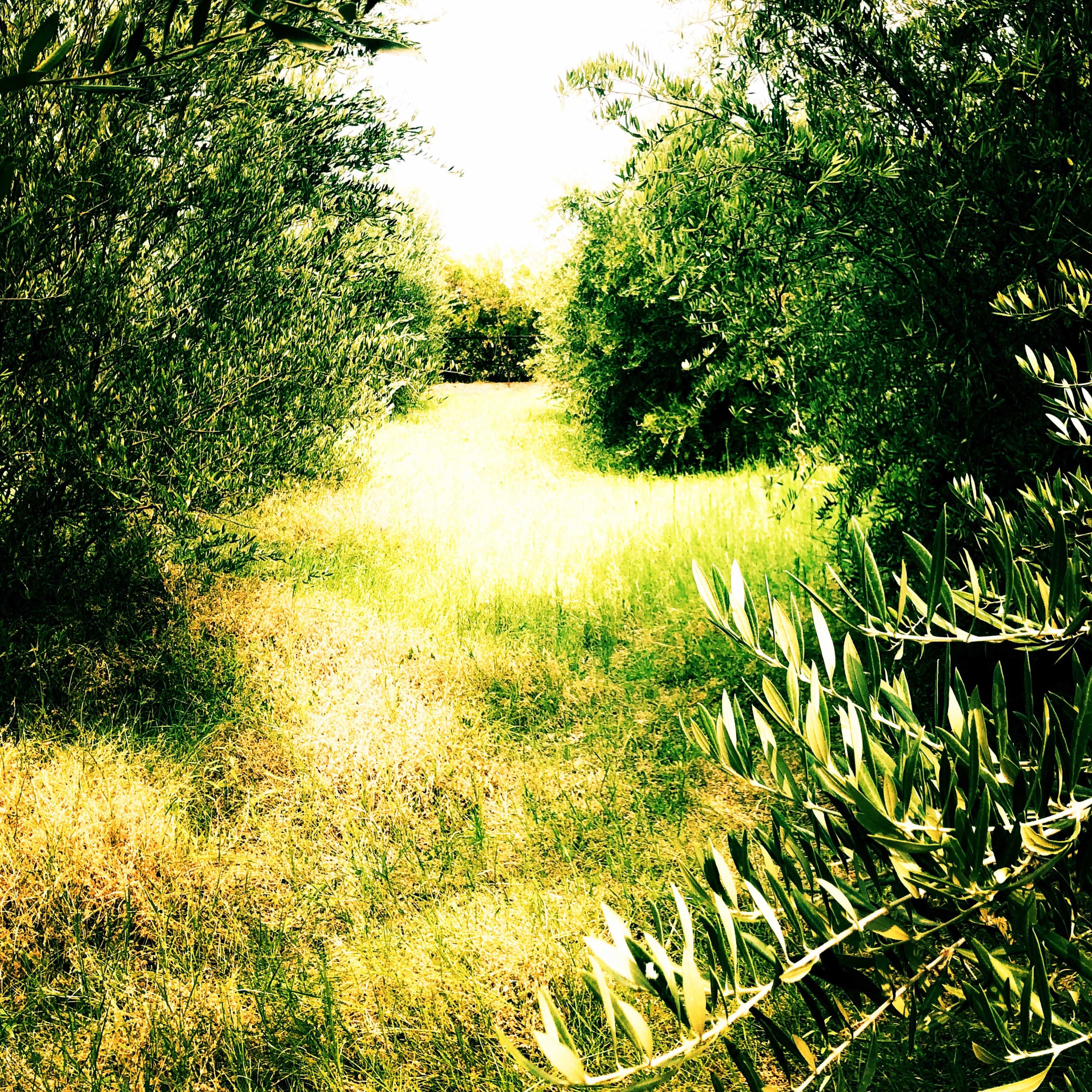 A pathway covered in grass runs through a grove of olive trees.