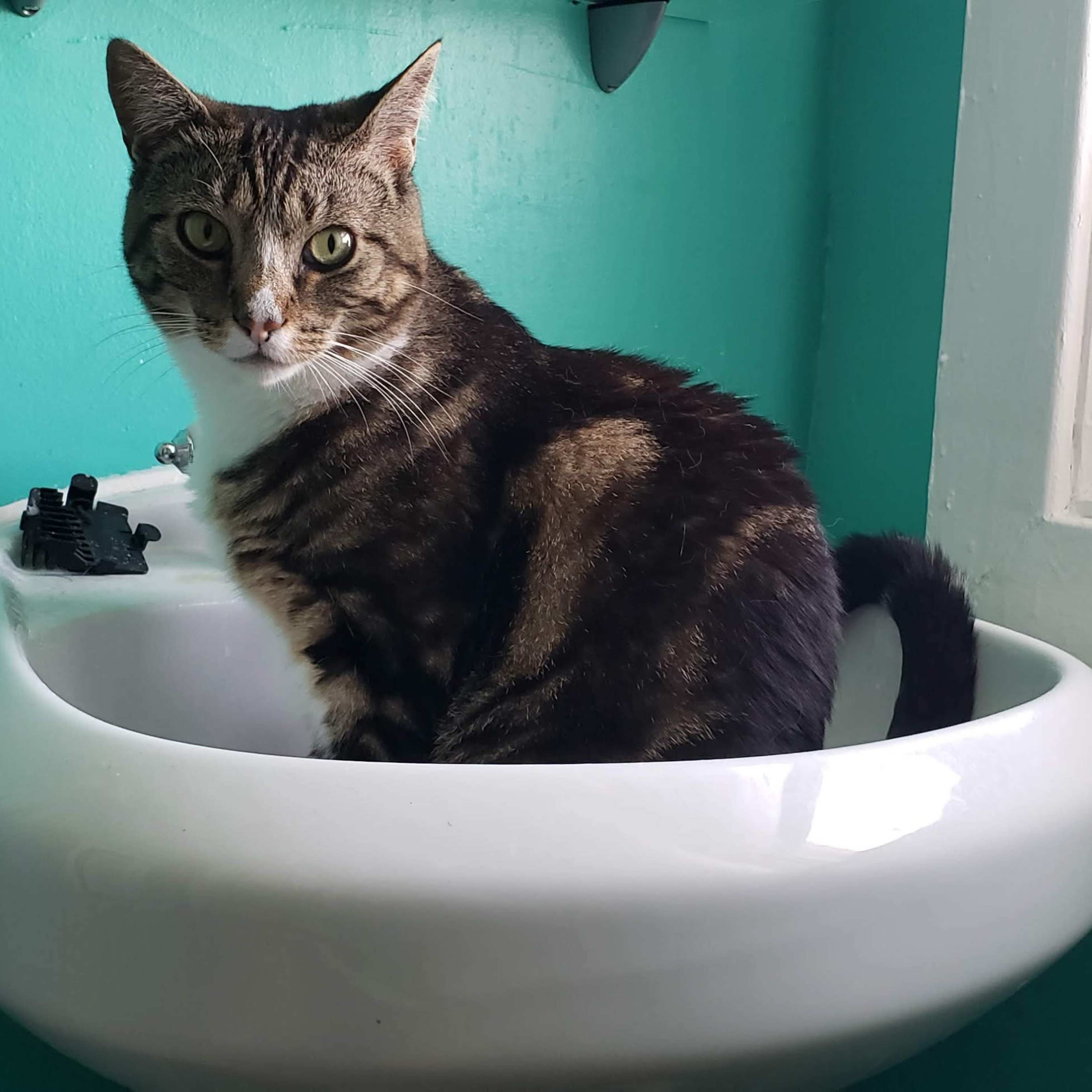 A tabby cat sits in a white sink while another cat looks out the window.