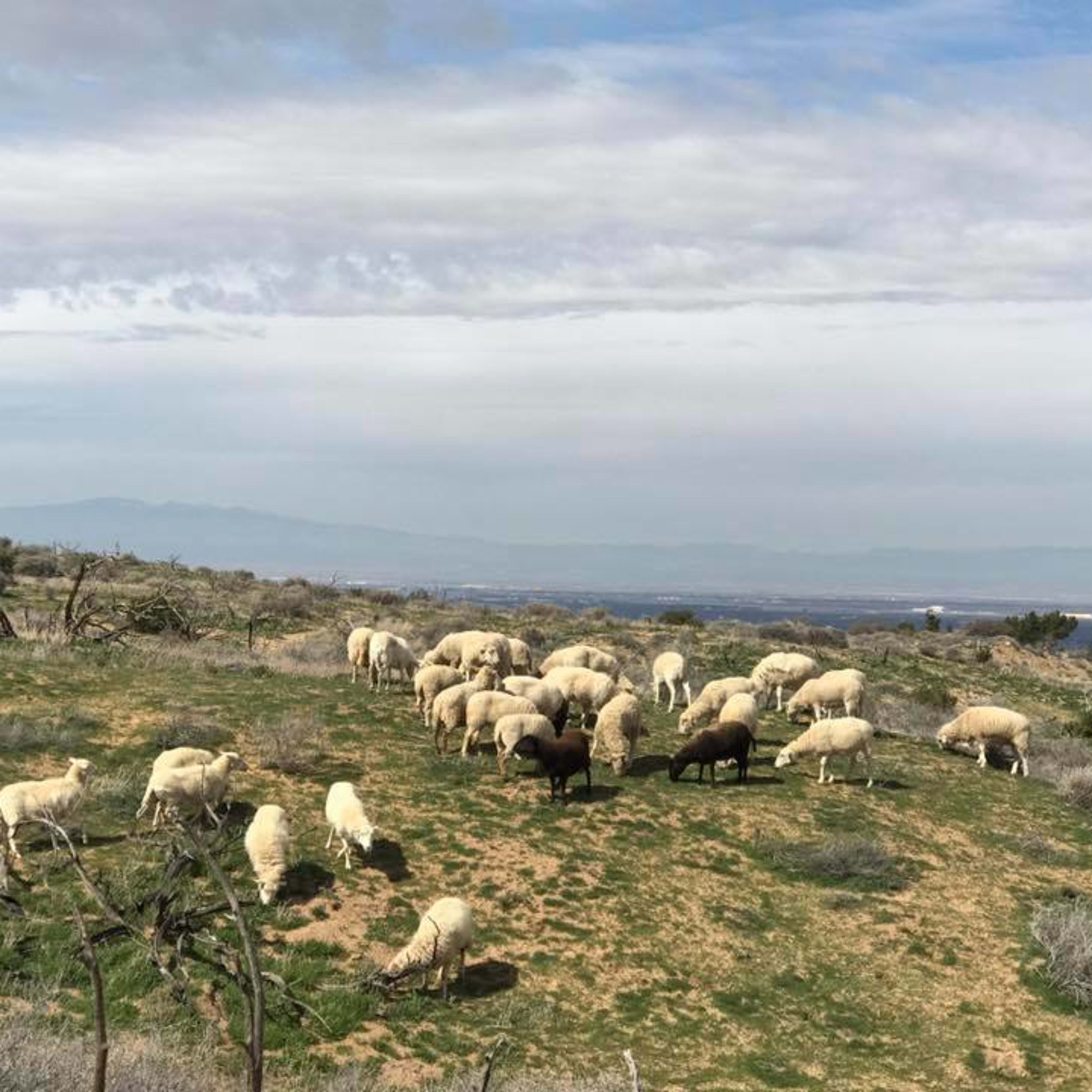 A flock of sheep grazes on a grassy hillside with distant mountains in the background.
