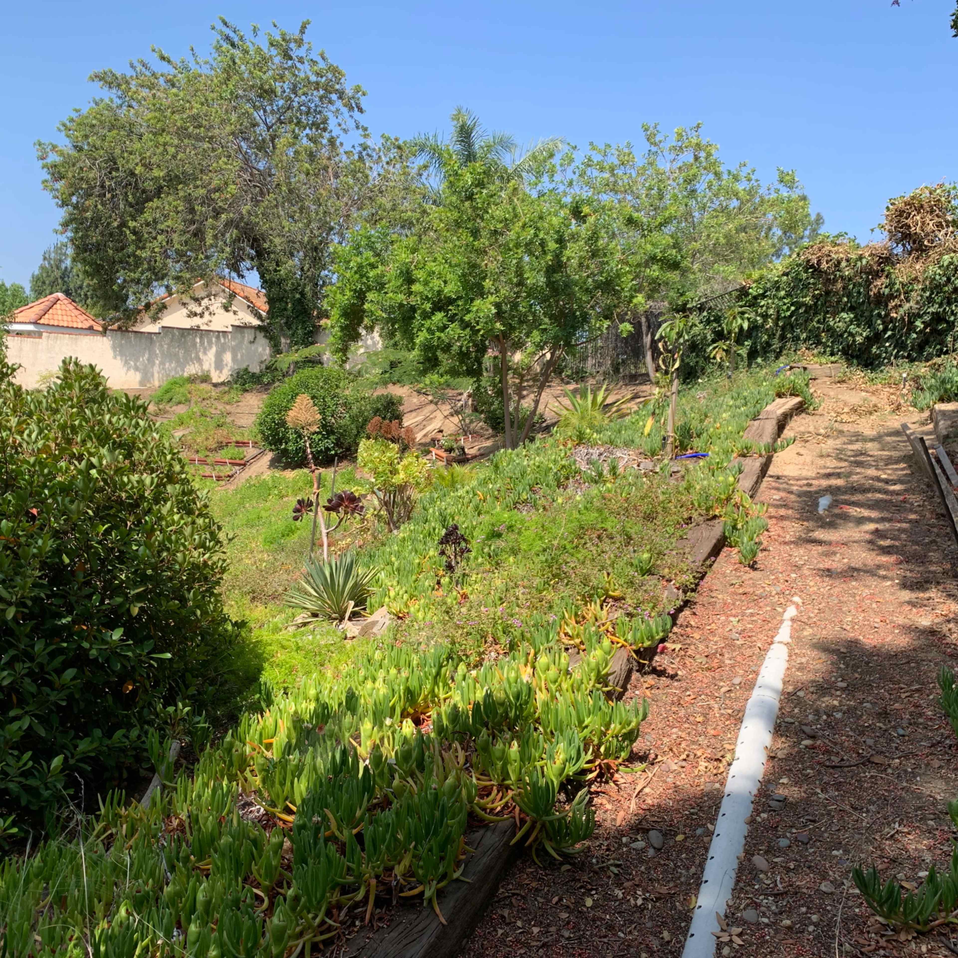 A landscaped garden with various plants arranged along a sloped pathway under a clear blue sky.