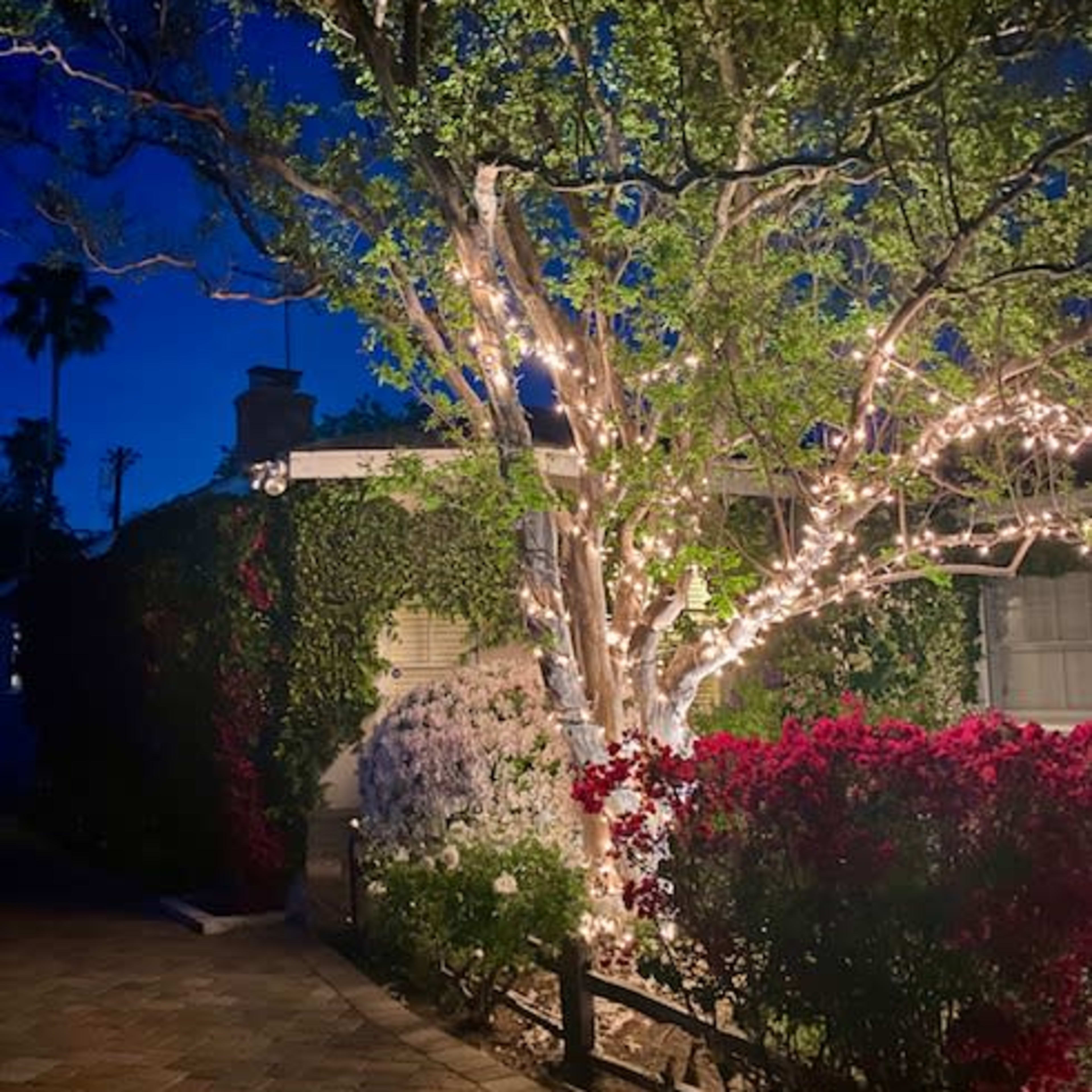 A tree adorned with string lights stands near a house surrounded by blooming bougainvillea under a twilight sky.
