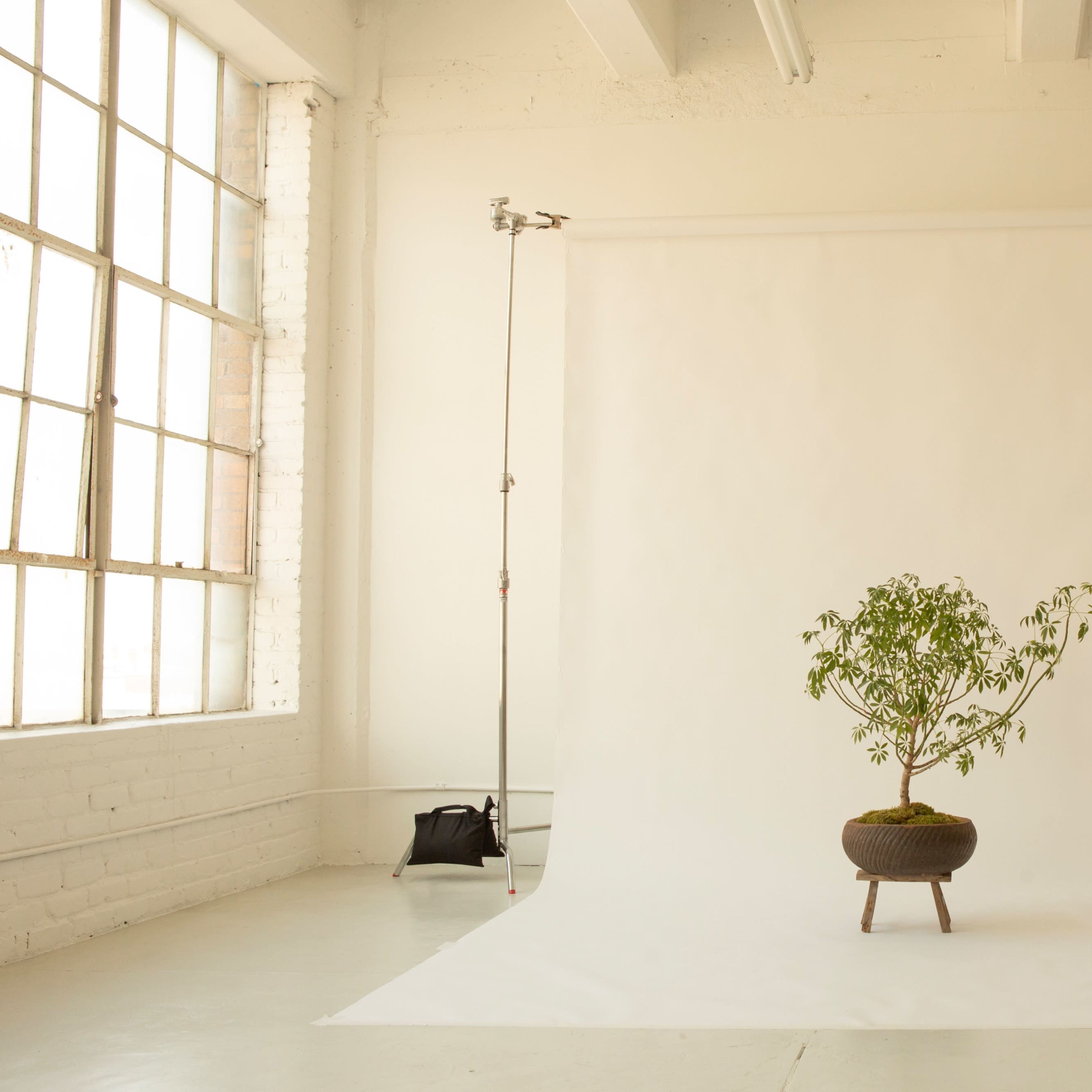 A small potted plant stands on a pedestal in front of a white backdrop in a spacious studio with large windows.