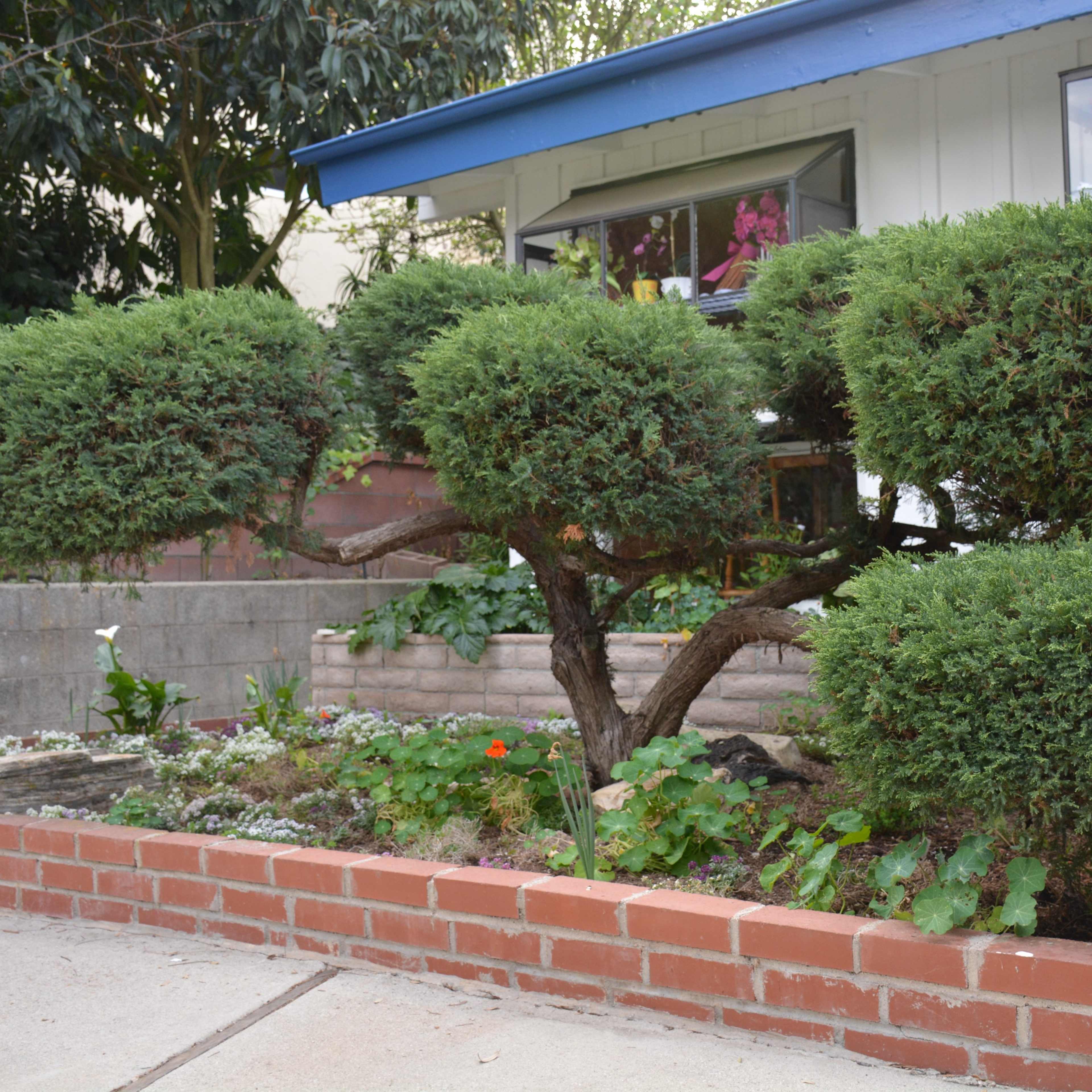 A neatly pruned shrub with rounded foliage in front of a house, surrounded by a flower garden and a brick border.