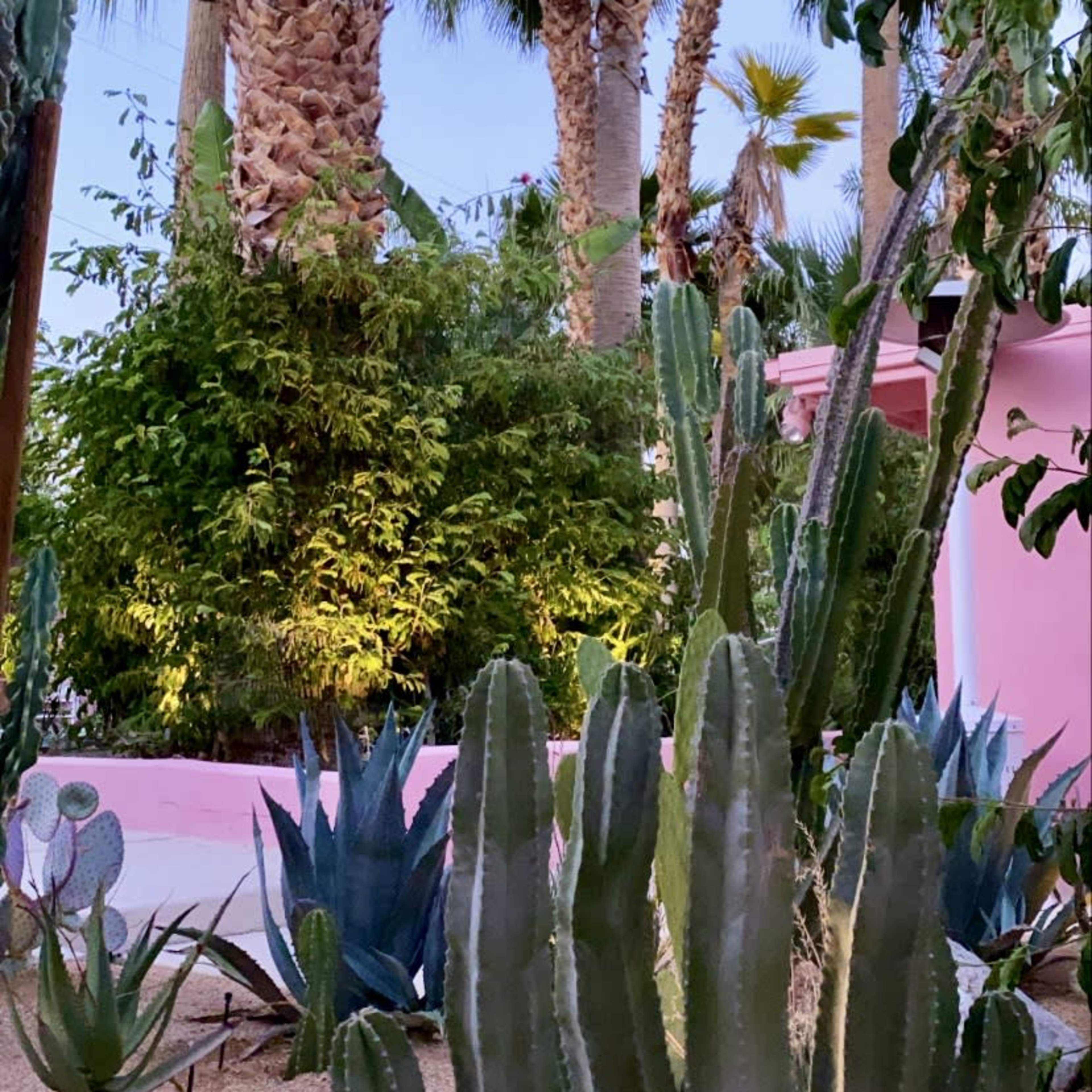 The scene features tall palm trees and various cacti in a desert garden, with a pink wall in the background.