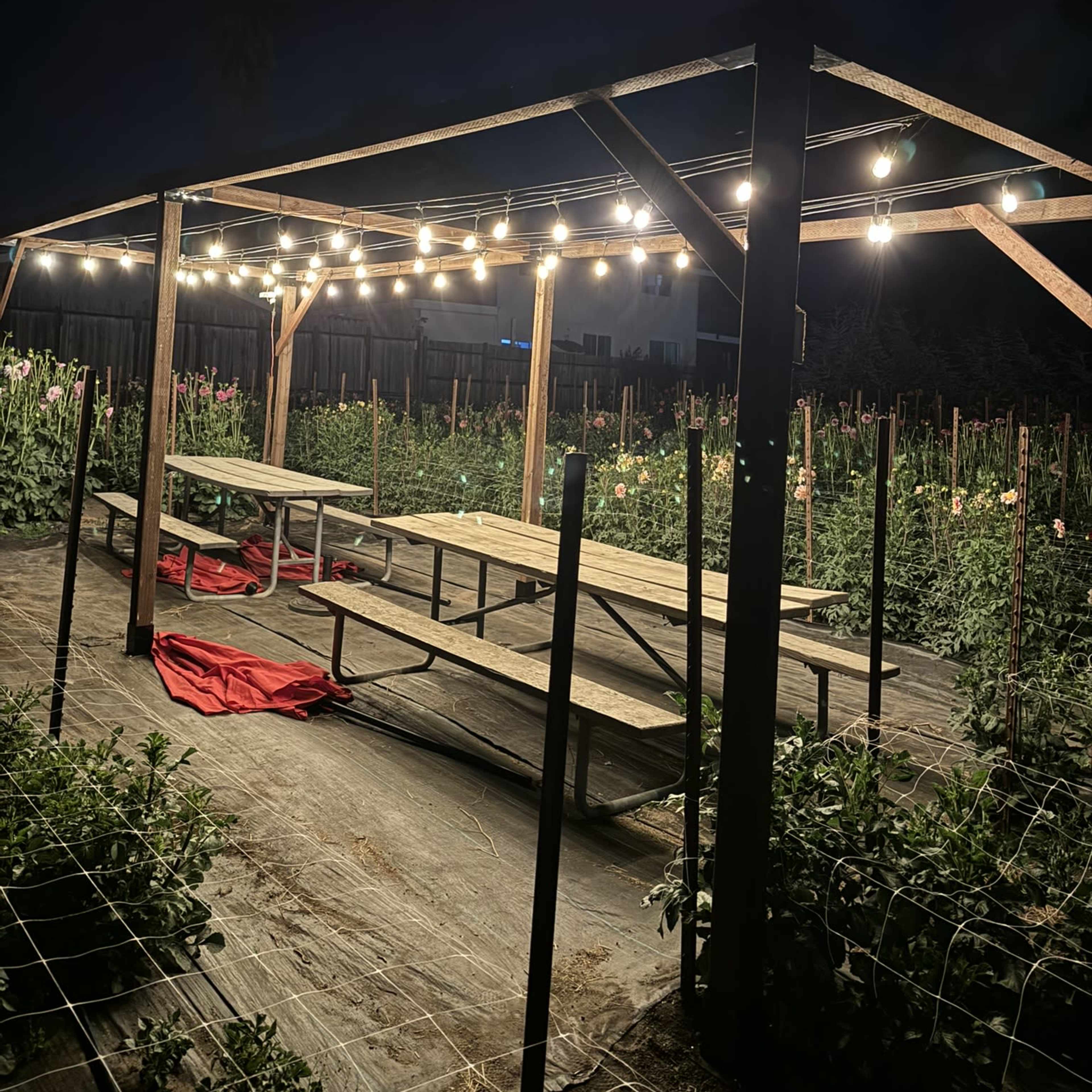 Intimate and Rustic Space in a Gorgeous Dahlia Field Image in Interlaken, Watsonville, CA