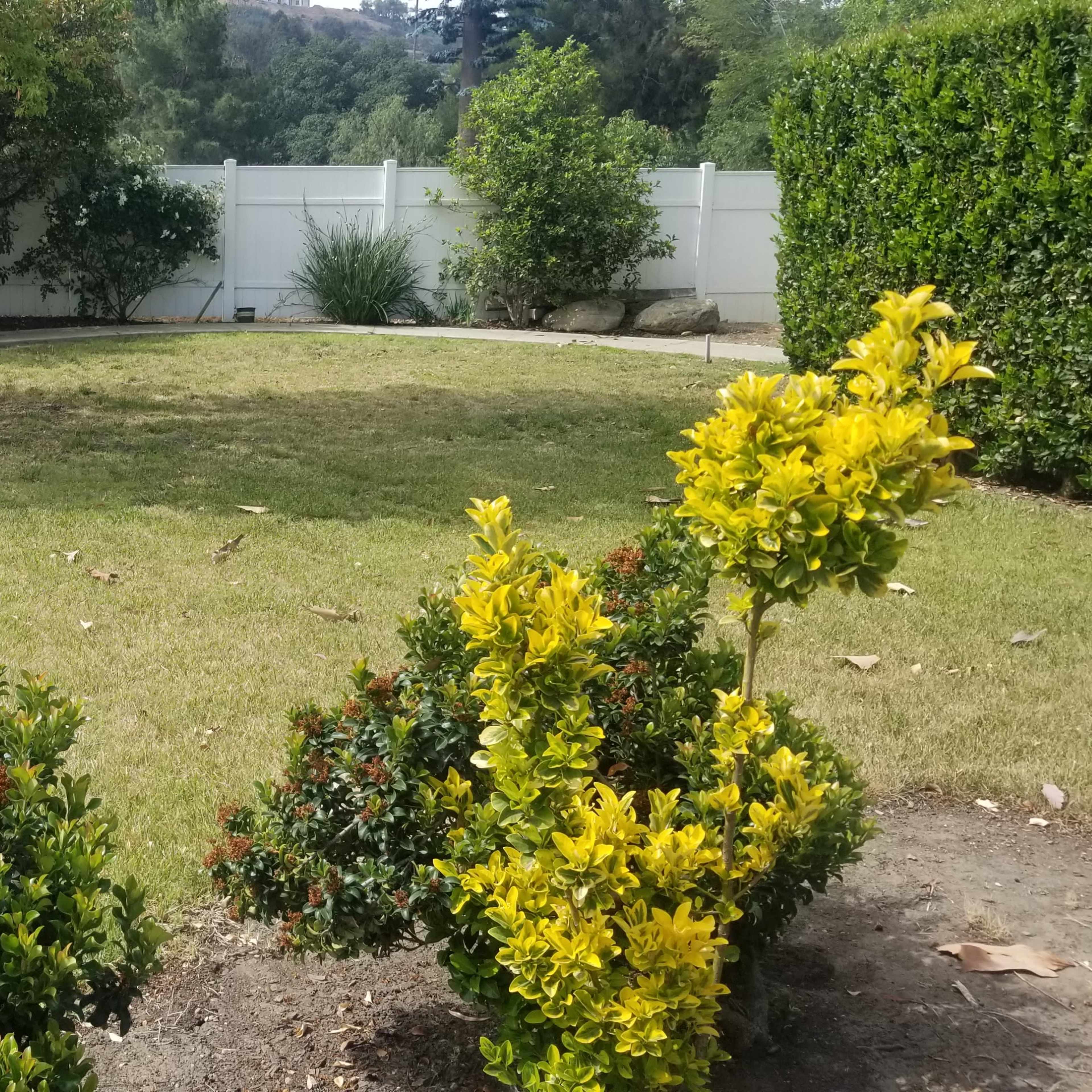 A well-maintained lawn features green grass and decorative shrubs, with a white fence and trees in the background.