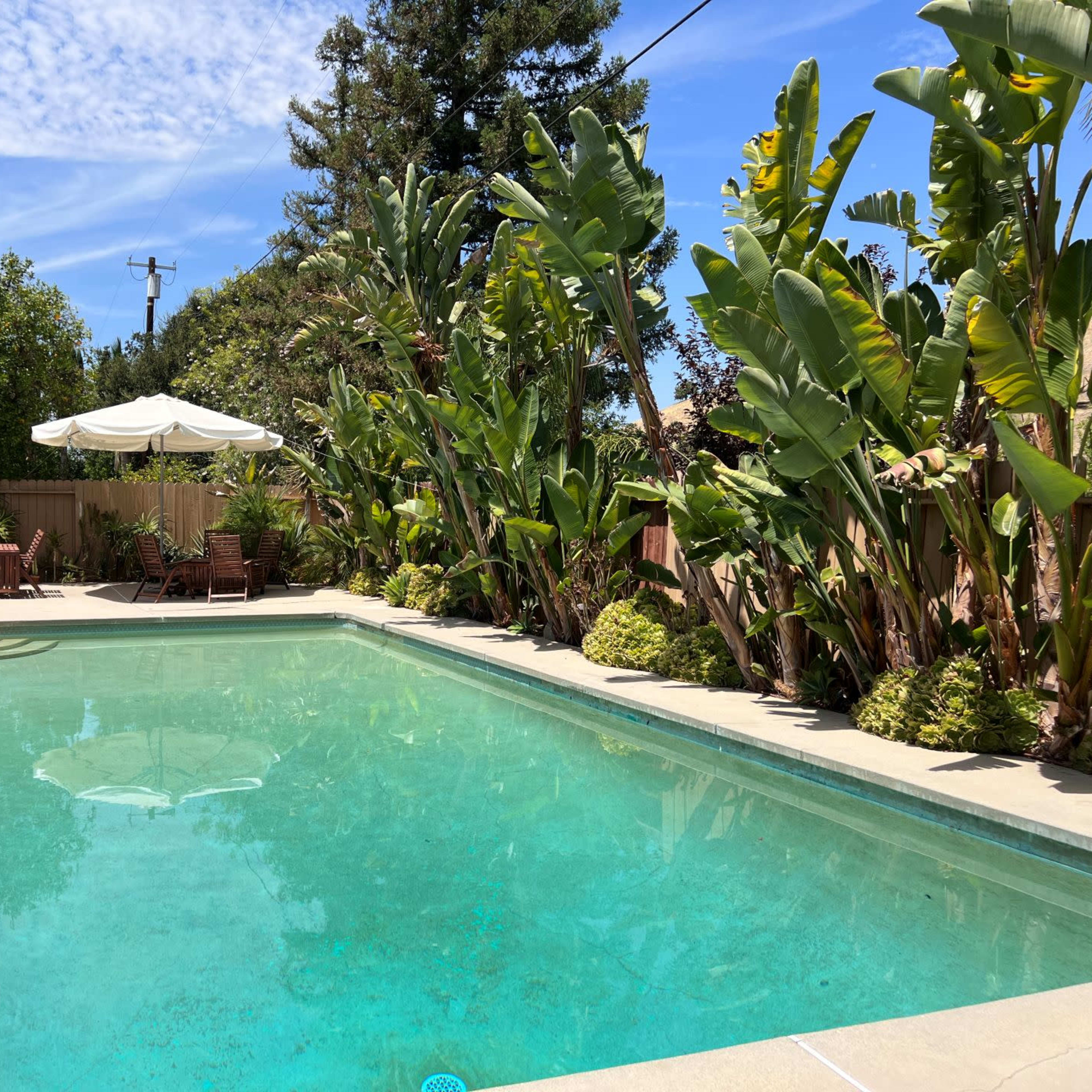 A clear swimming pool is surrounded by tall tropical plants and patio furniture under an umbrella in a sunny outdoor space.