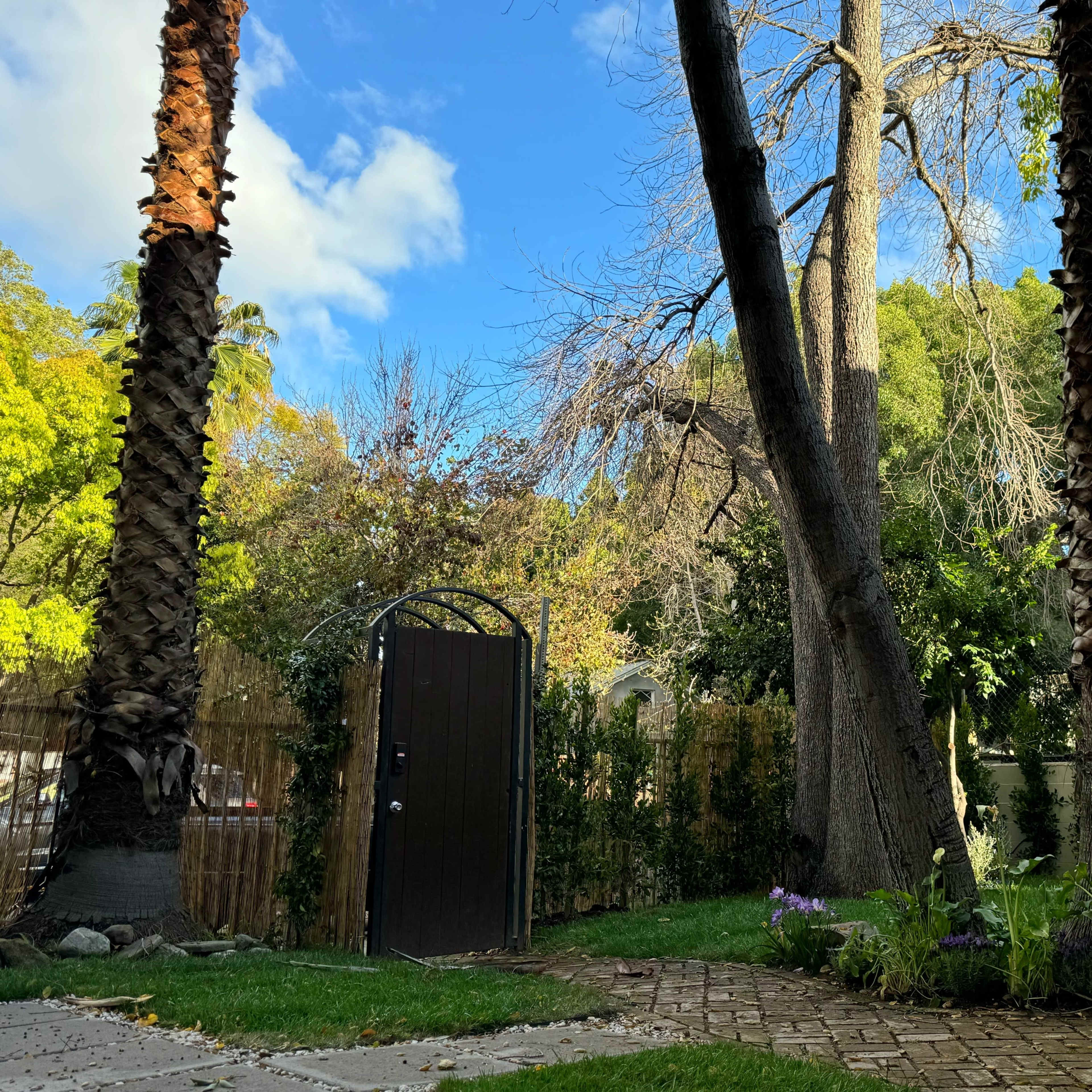 A wrought-iron gate is situated among tall palm trees and lush greenery in a landscaped garden.