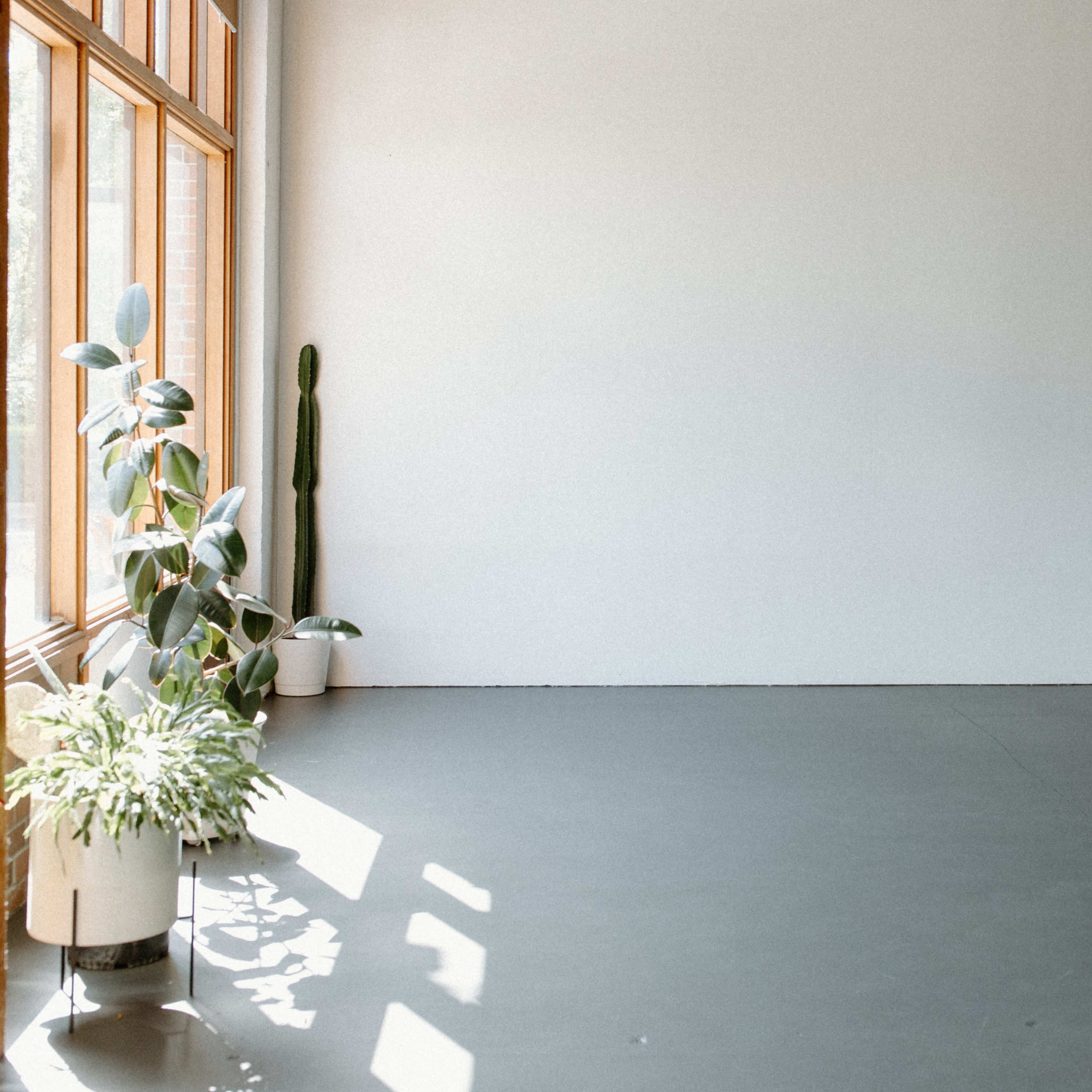A sparse interior space with a large blank wall, a potted plant, and a cactus beside a window allowing natural light to enter.