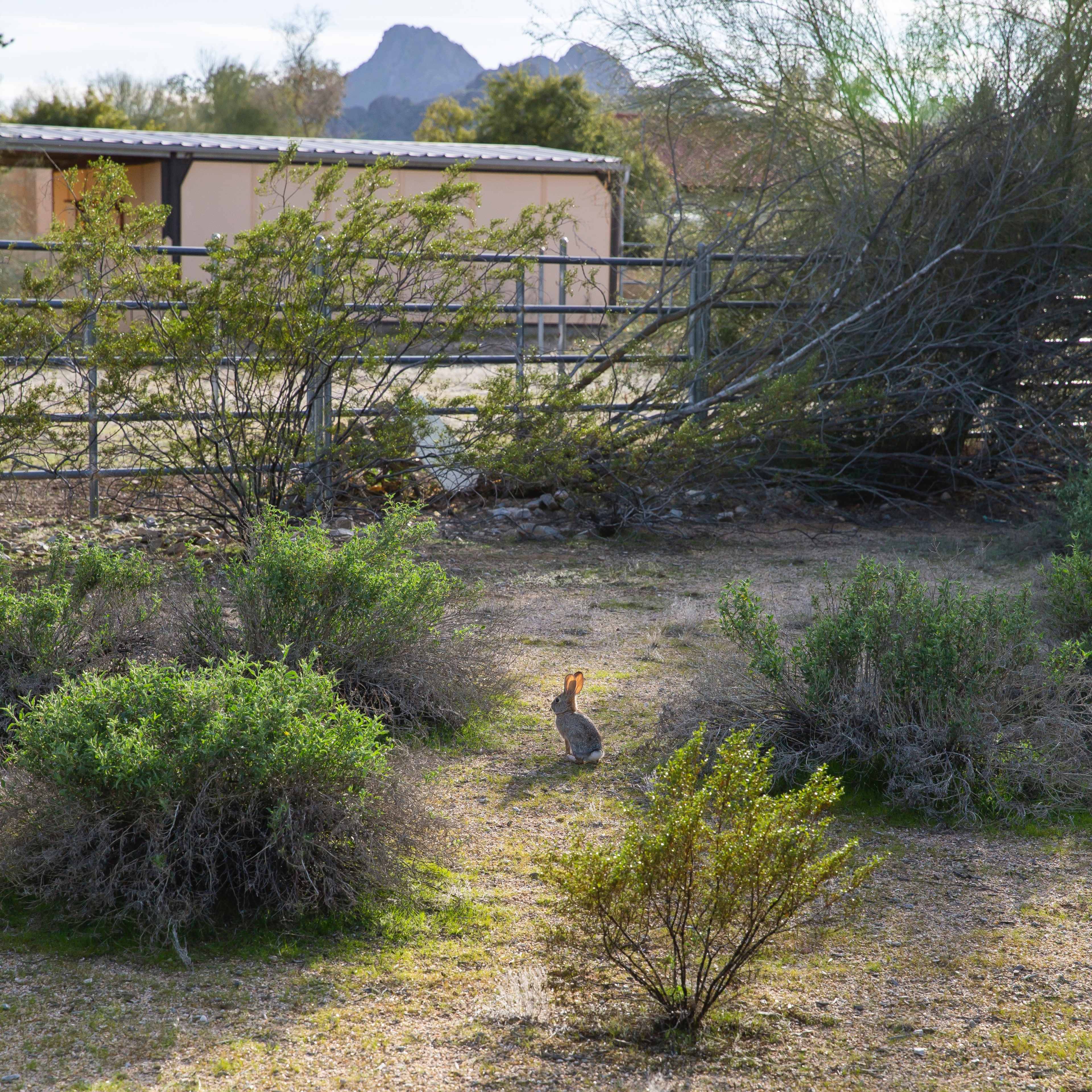 A rabbit stands on a dirt path surrounded by shrubs, with distant mountains visible in the background.