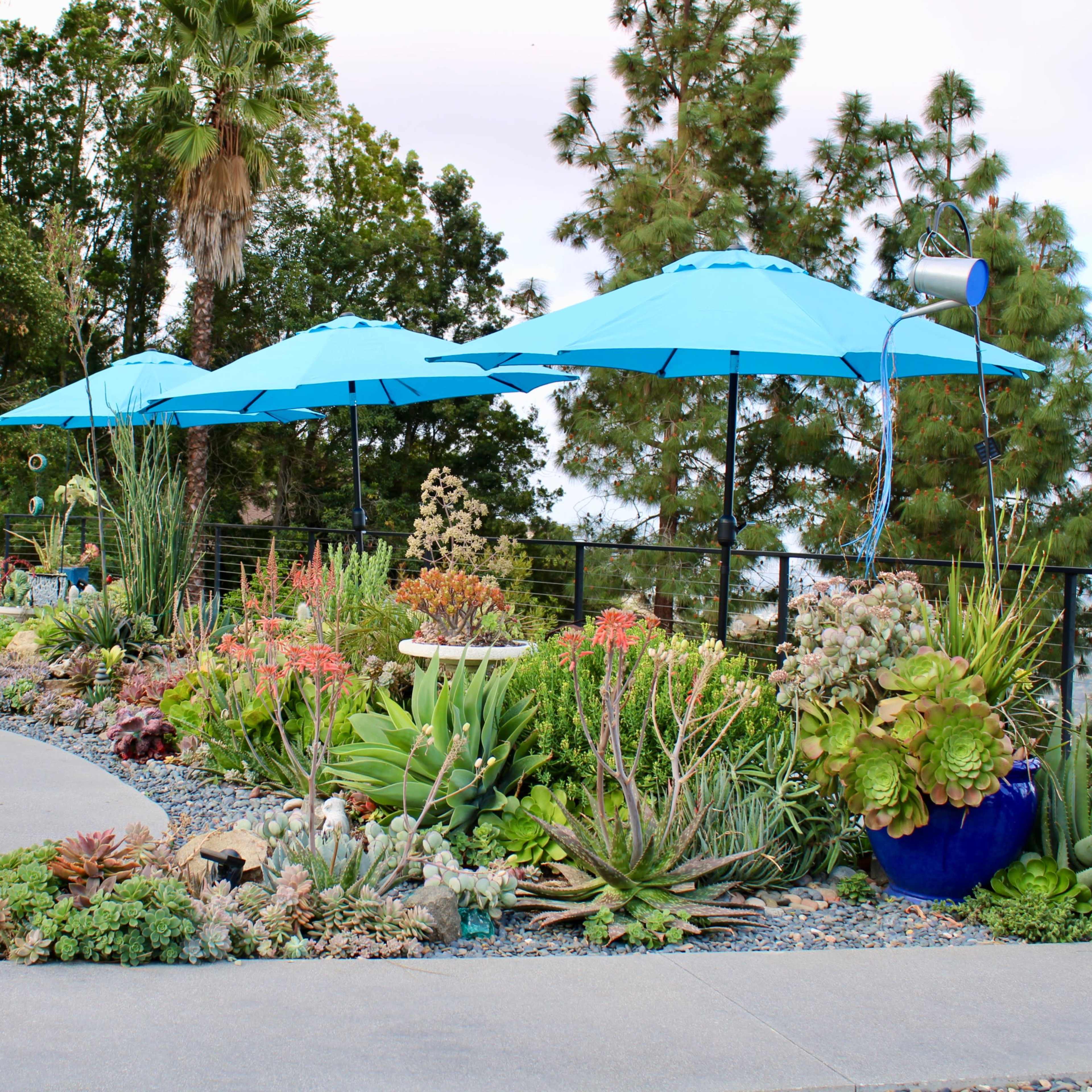 A landscaped patio with a swimming pool, surrounded by various succulent plants and three large blue umbrellas.