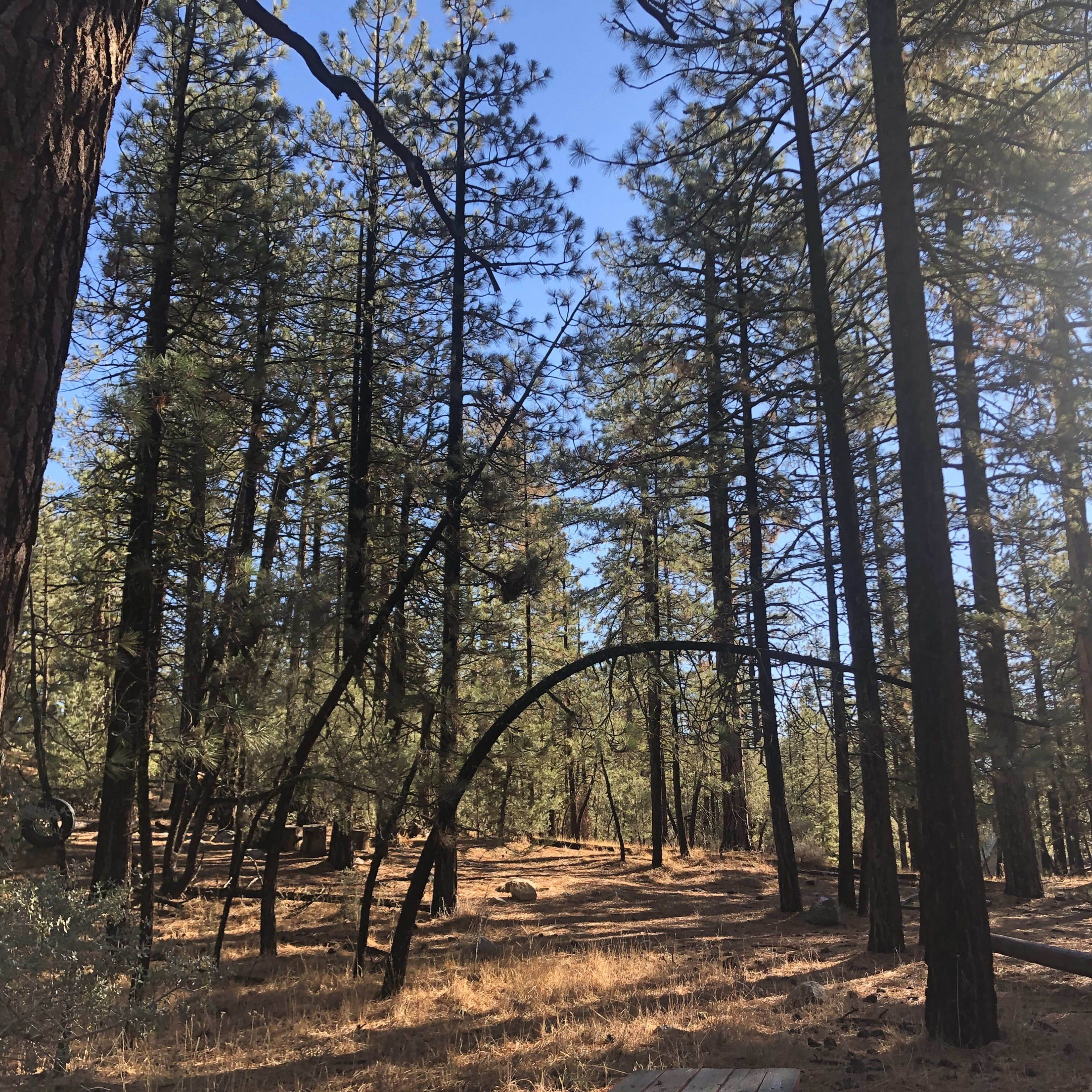 A forest with tall trees and a clear blue sky.