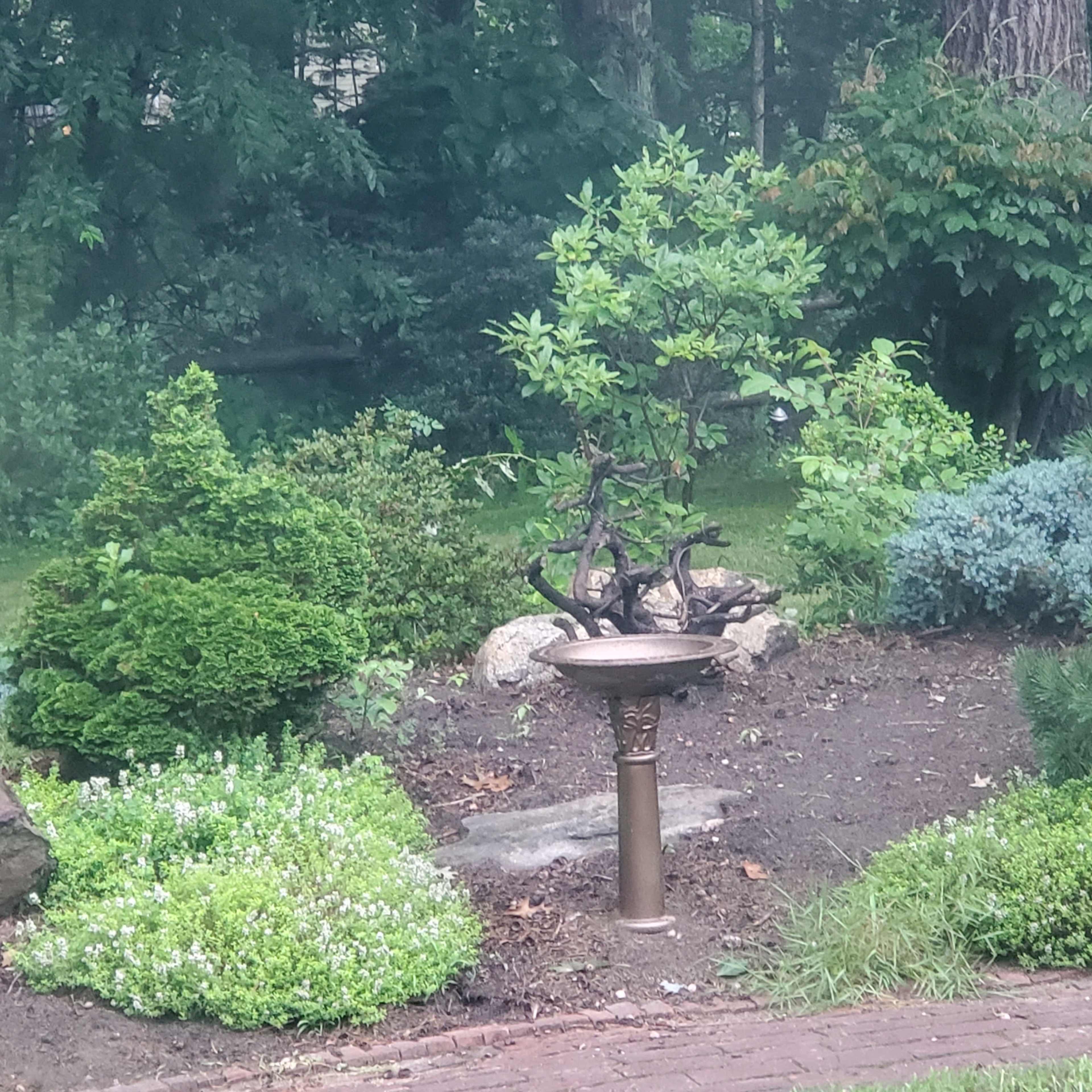A birdbath stands prominently in a landscaped garden surrounded by various shrubs and plants.