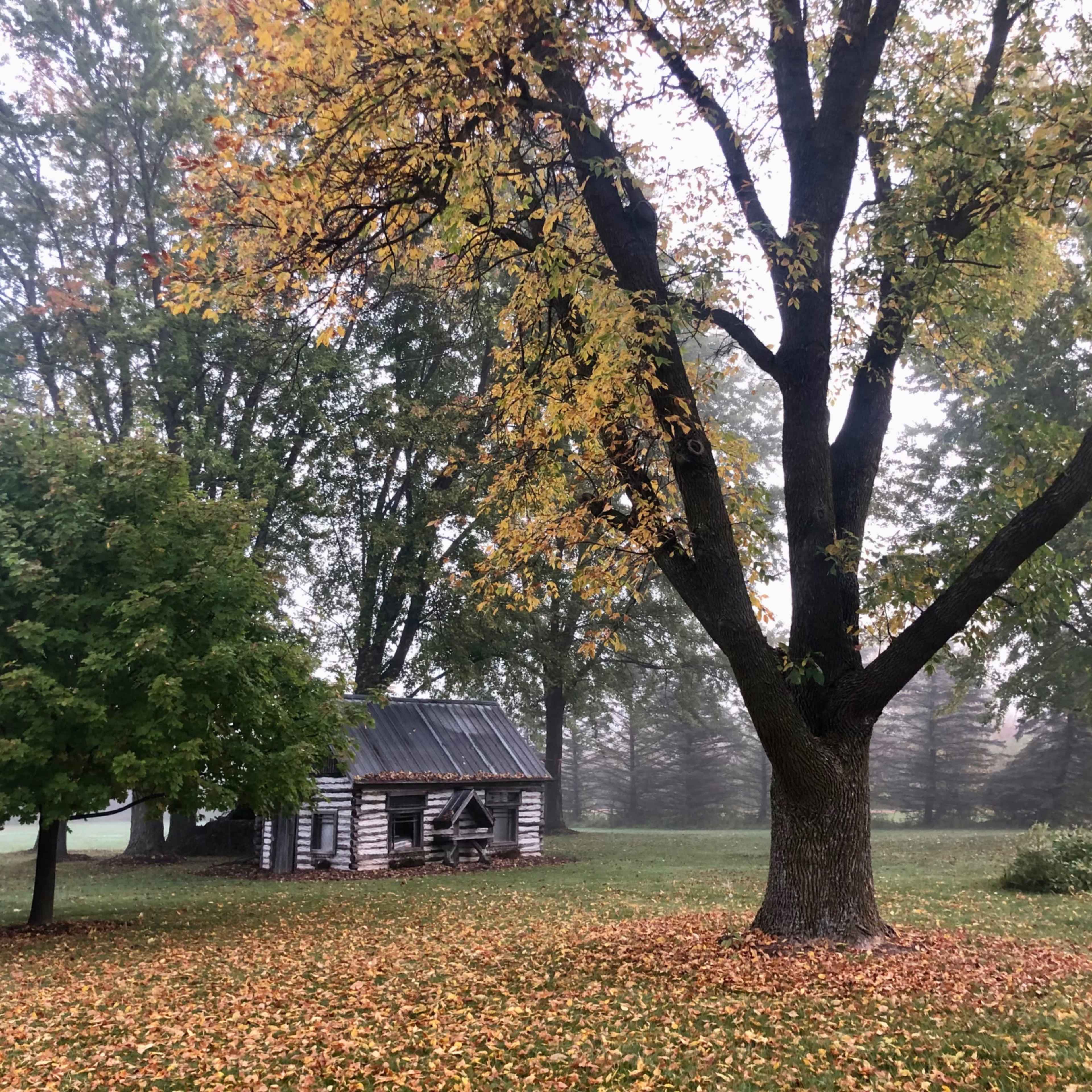 A weathered log cabin sits amidst a misty landscape, surrounded by autumn trees shedding their leaves.