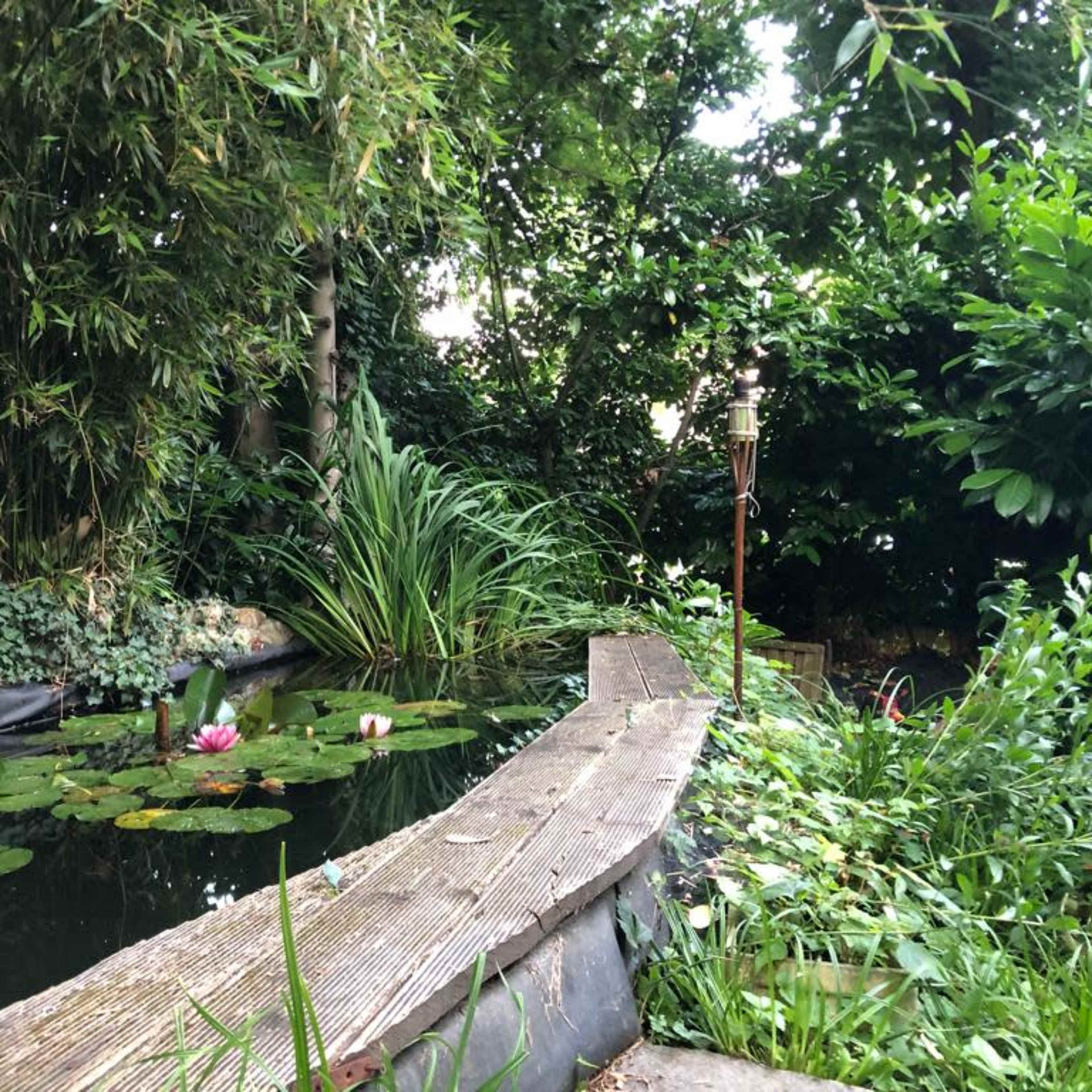 A tranquil pond surrounded by lush vegetation, with a wooden path leading to the water's edge.