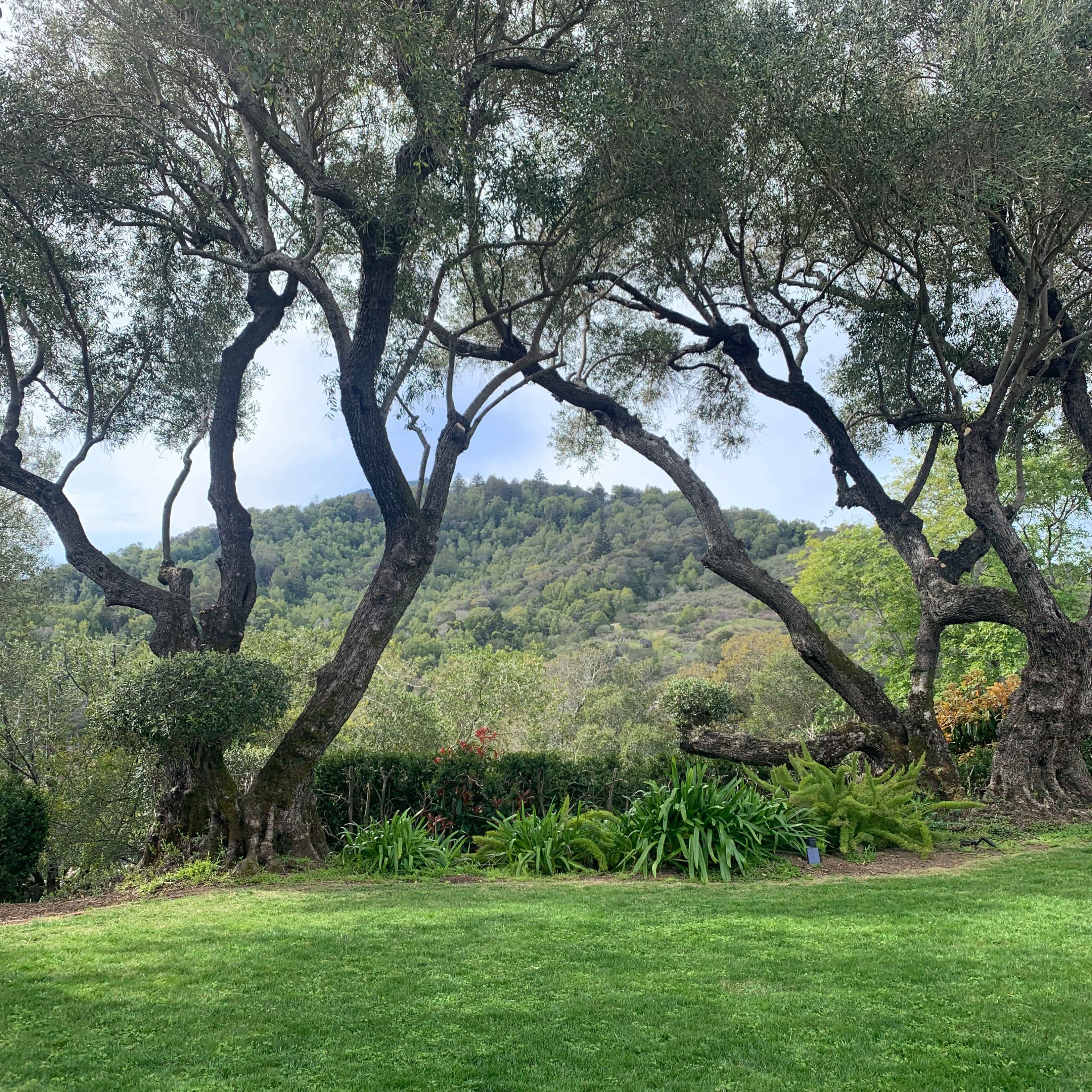 A lush green lawn framed by two large olive trees overlooking a hillside covered with trees.