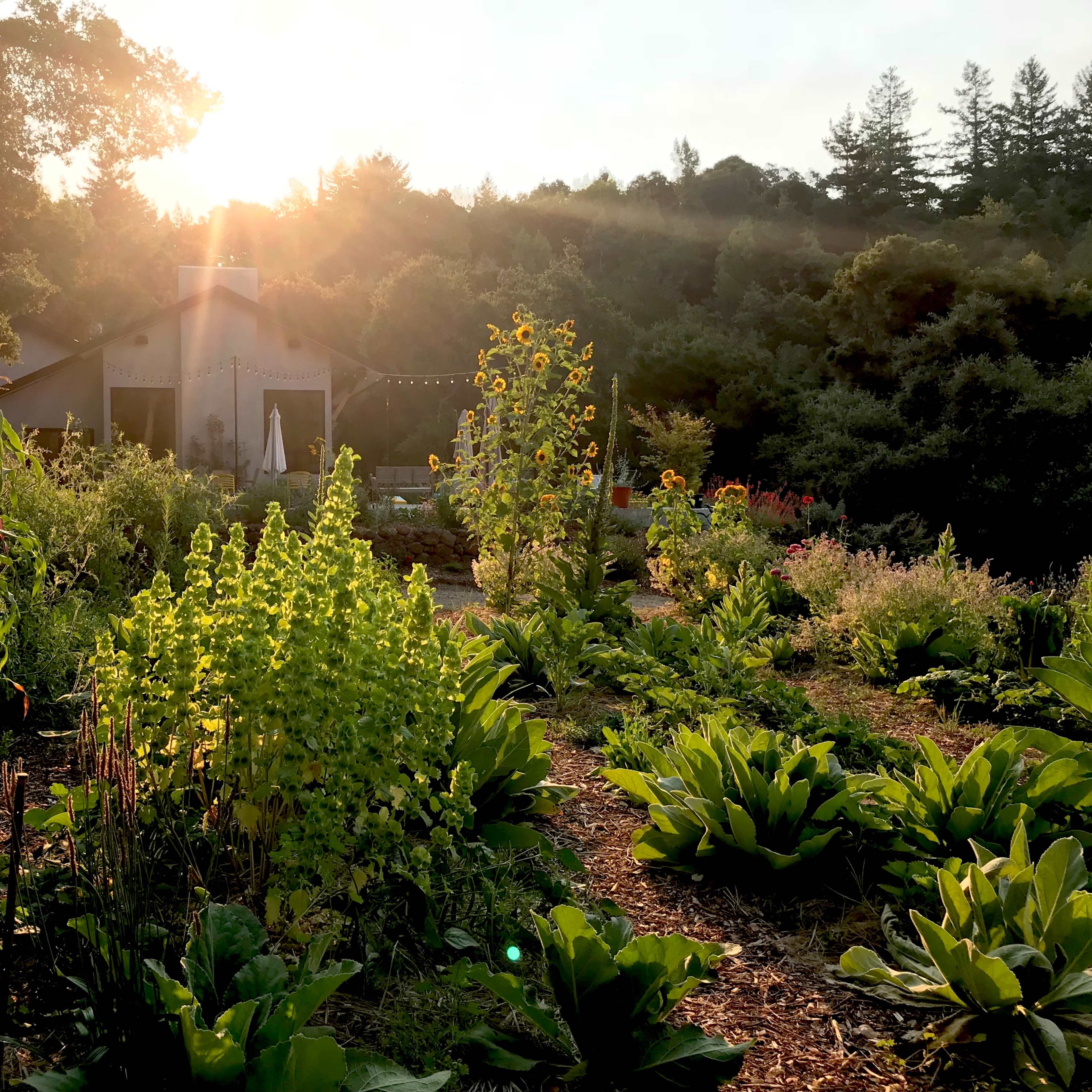 A sunlit garden with a variety of plants and a house partially obscured by trees in the background.
