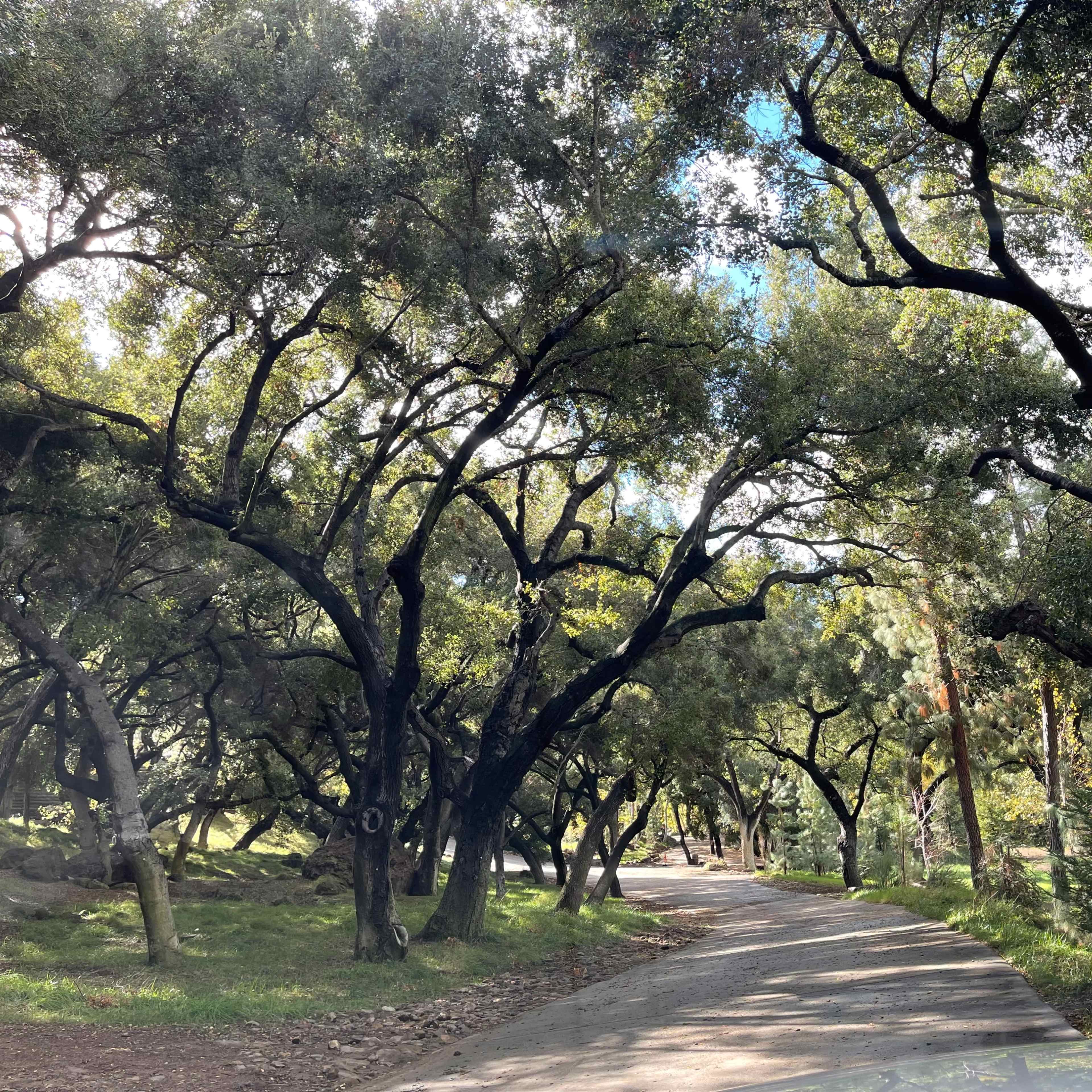 A narrow road winds through a wooded area with dense trees lining both sides.