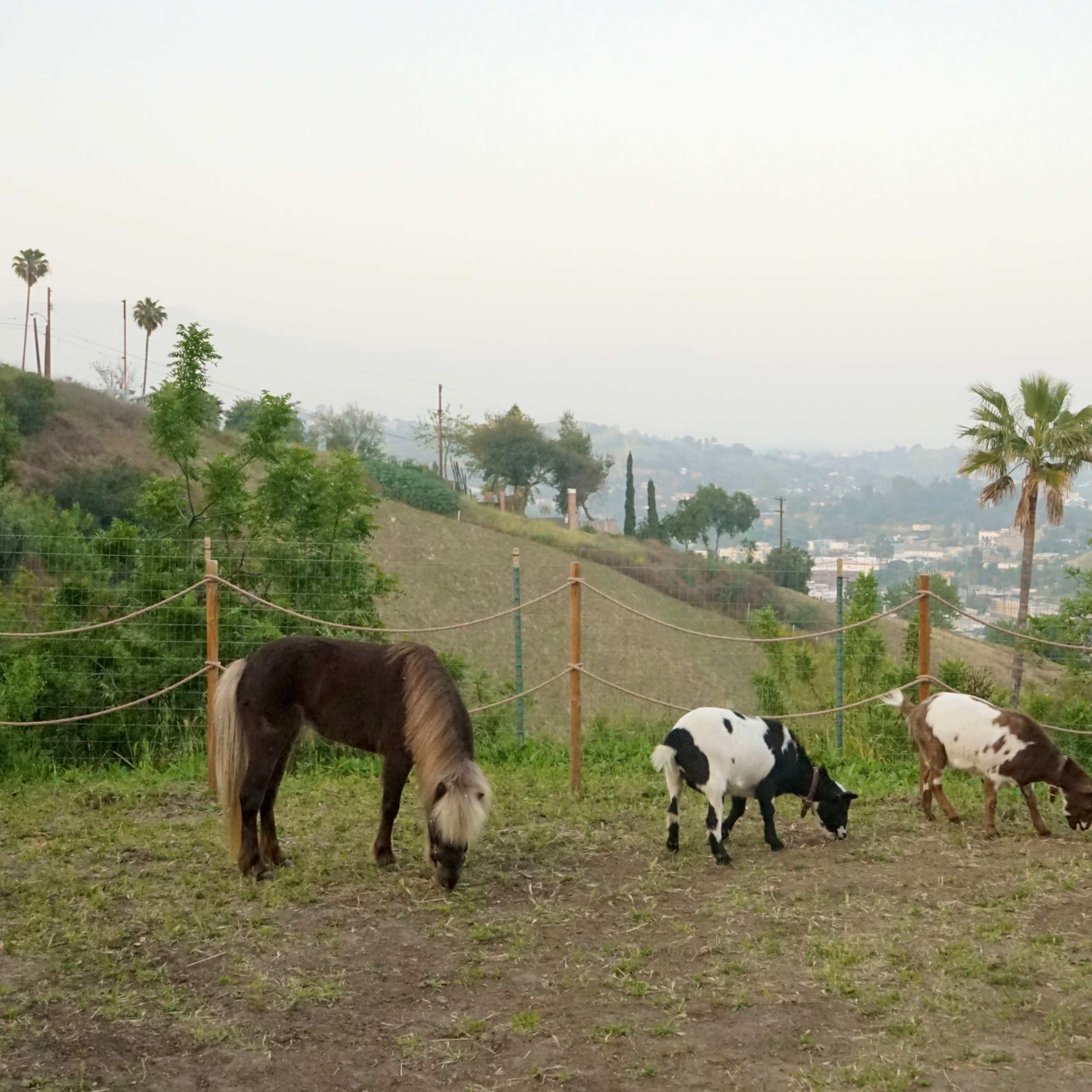 Three small ponies graze in a fenced area with a hillside and city view in the background.