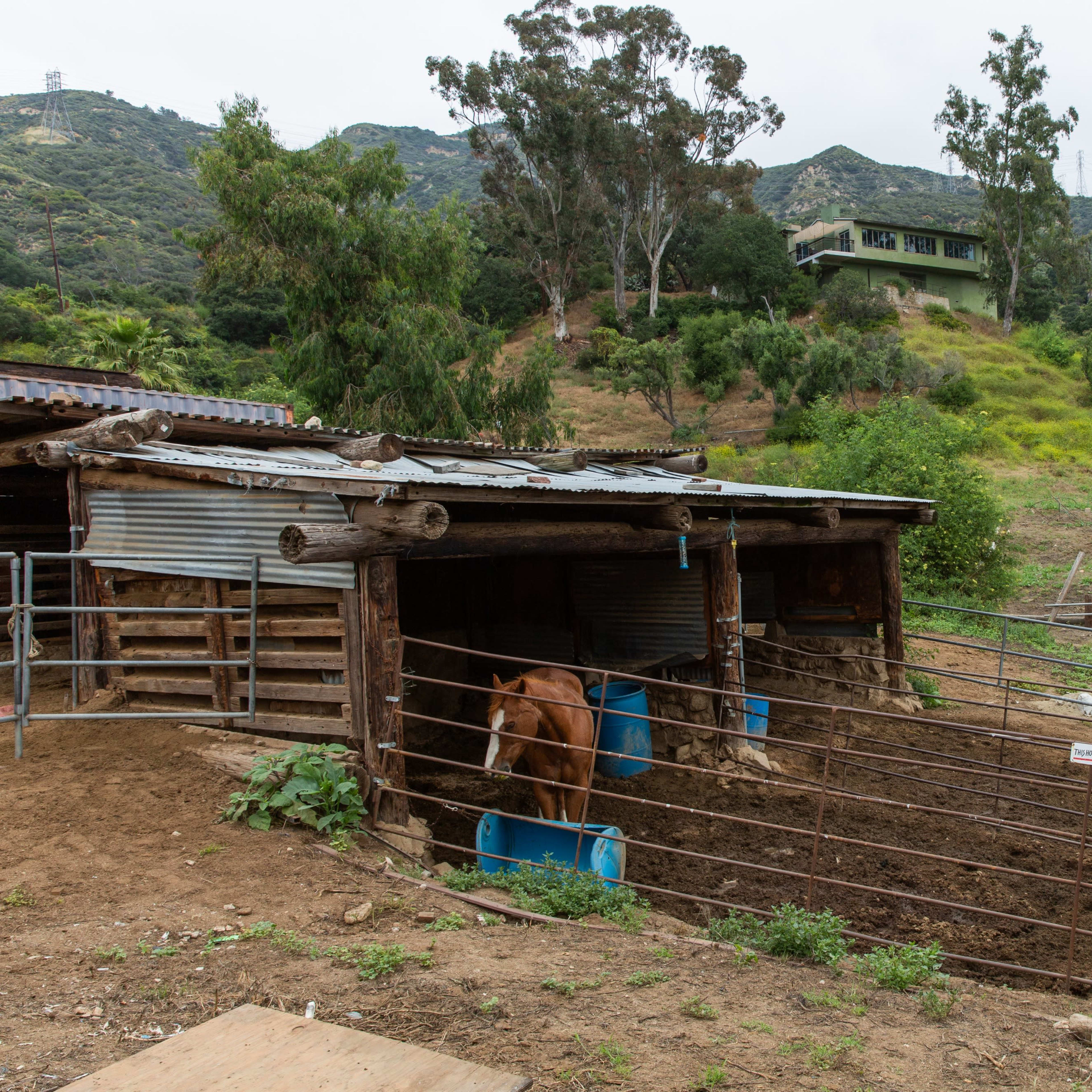 A cow stands inside a fenced area of a barn near a hillside with lush greenery and a house in the background.