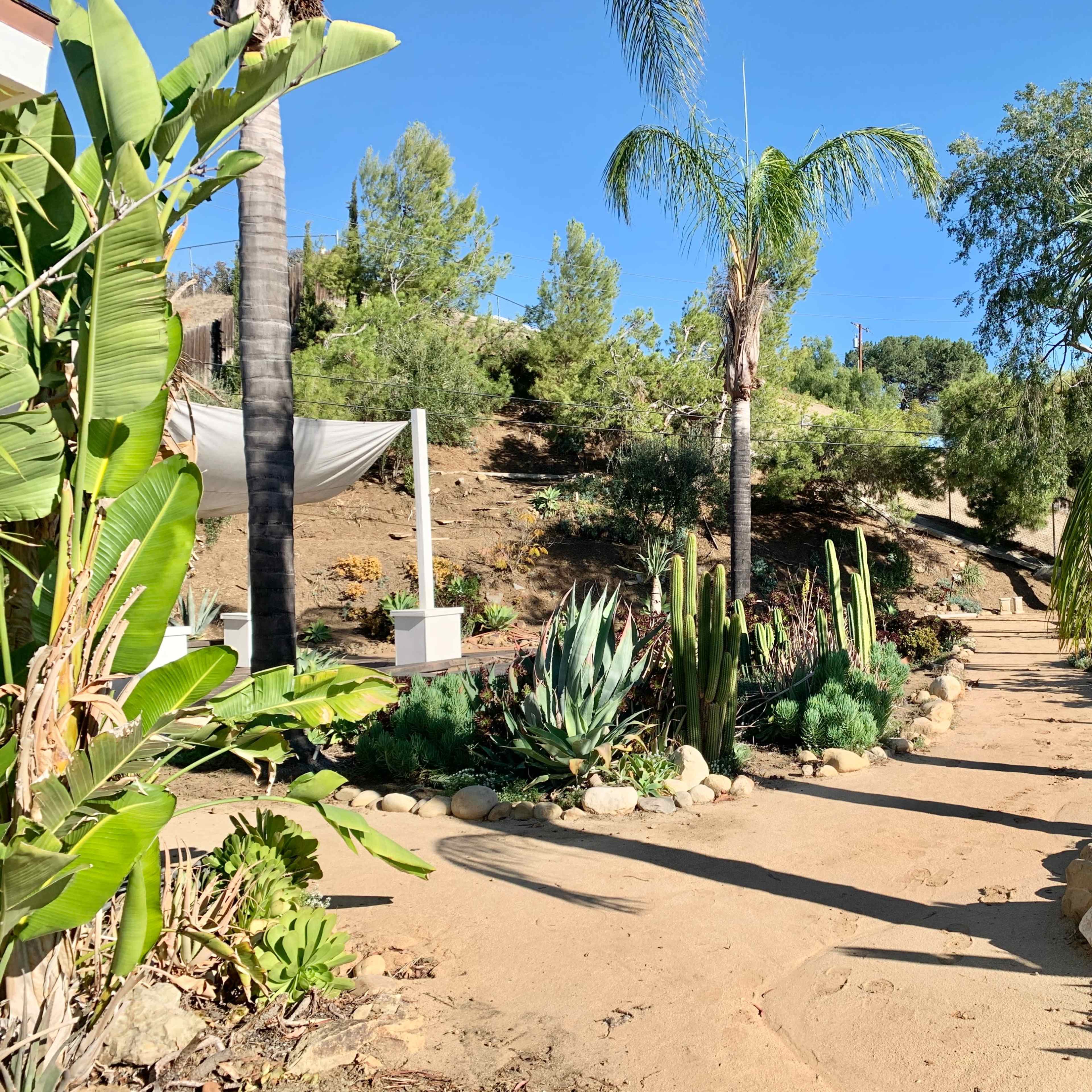 A dirt path winds through a garden featuring various plants and trees.