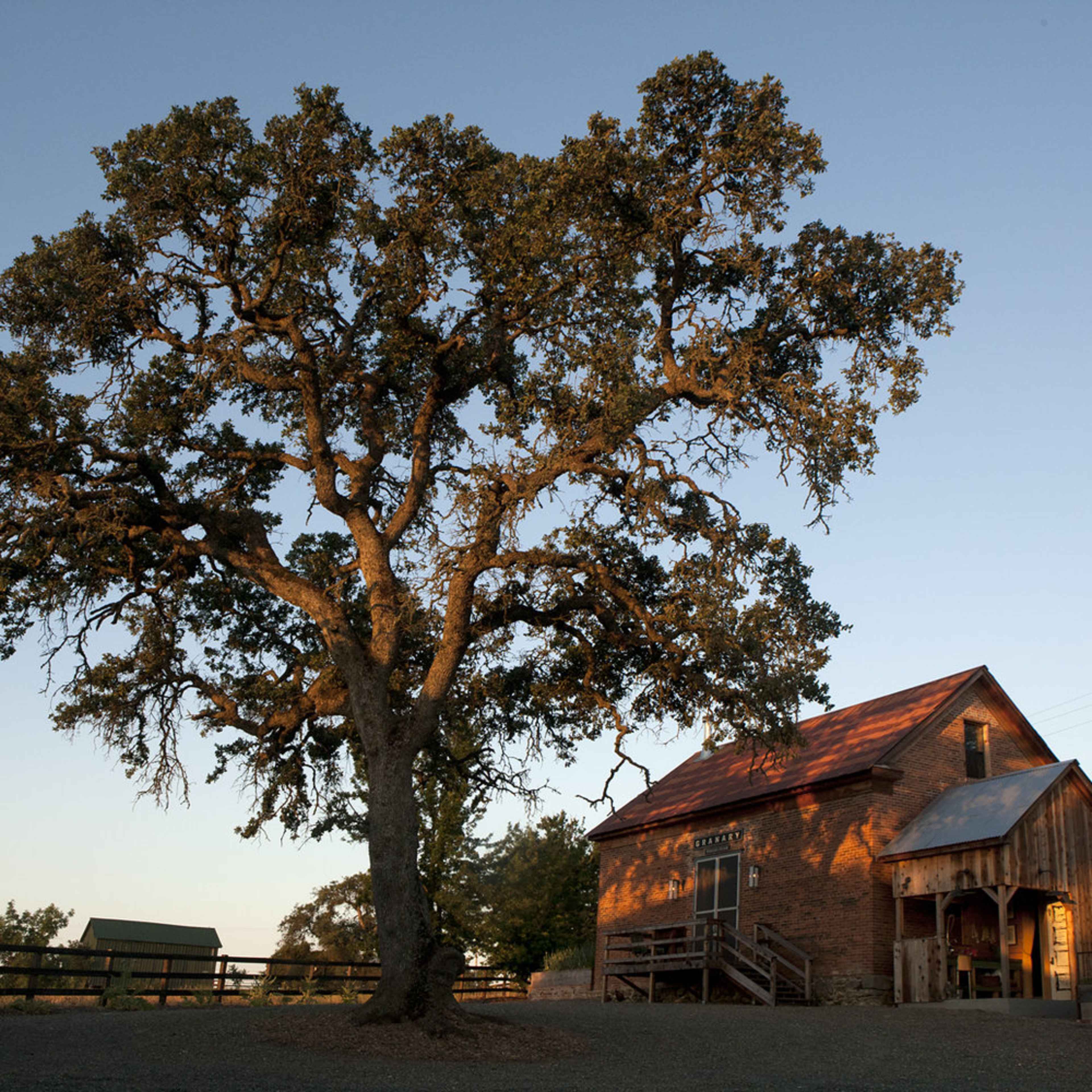A large oak tree stands next to a red-brick farmhouse with a metal roof under a clear sky.
