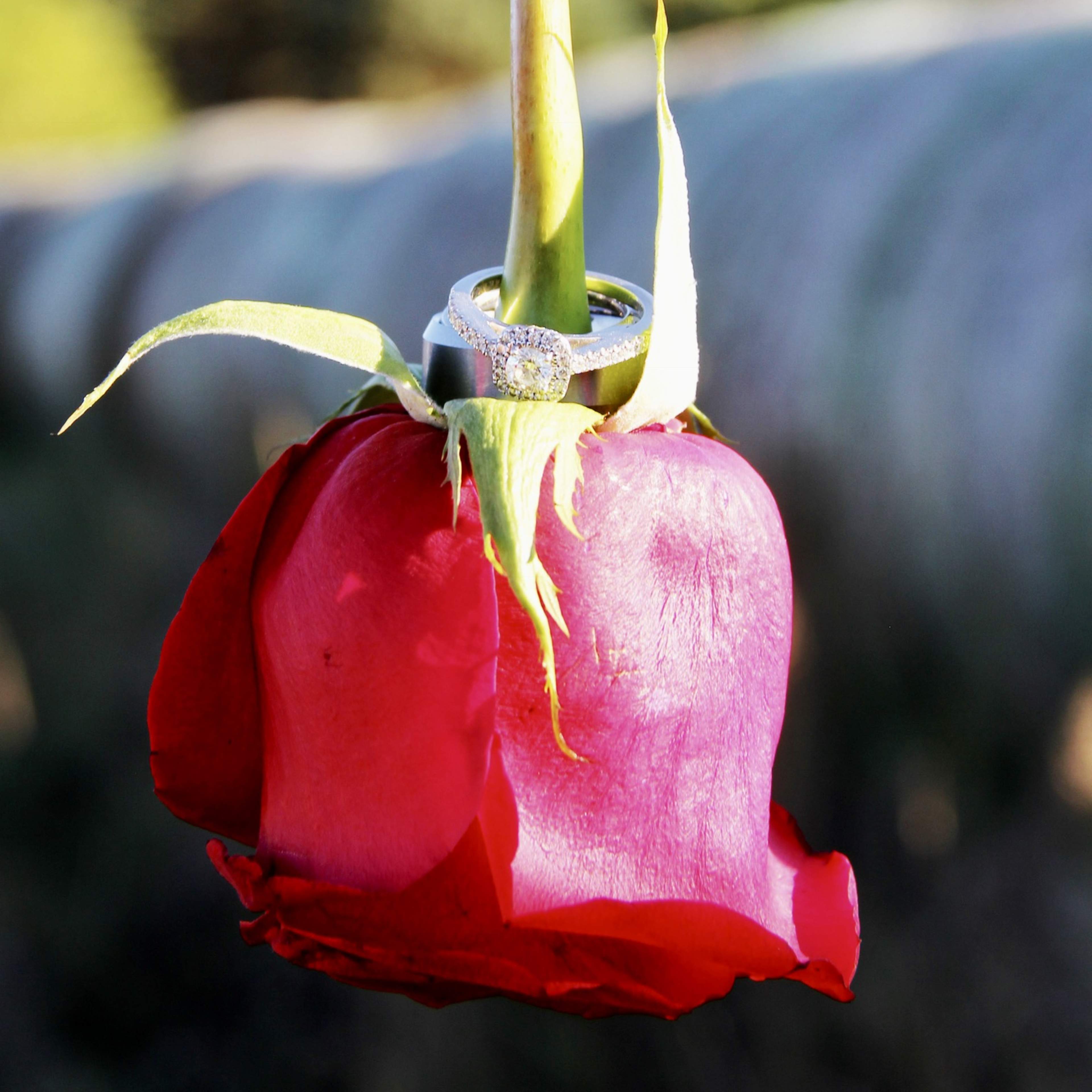 A close-up of a red rose with a silver engagement ring positioned on its stem.