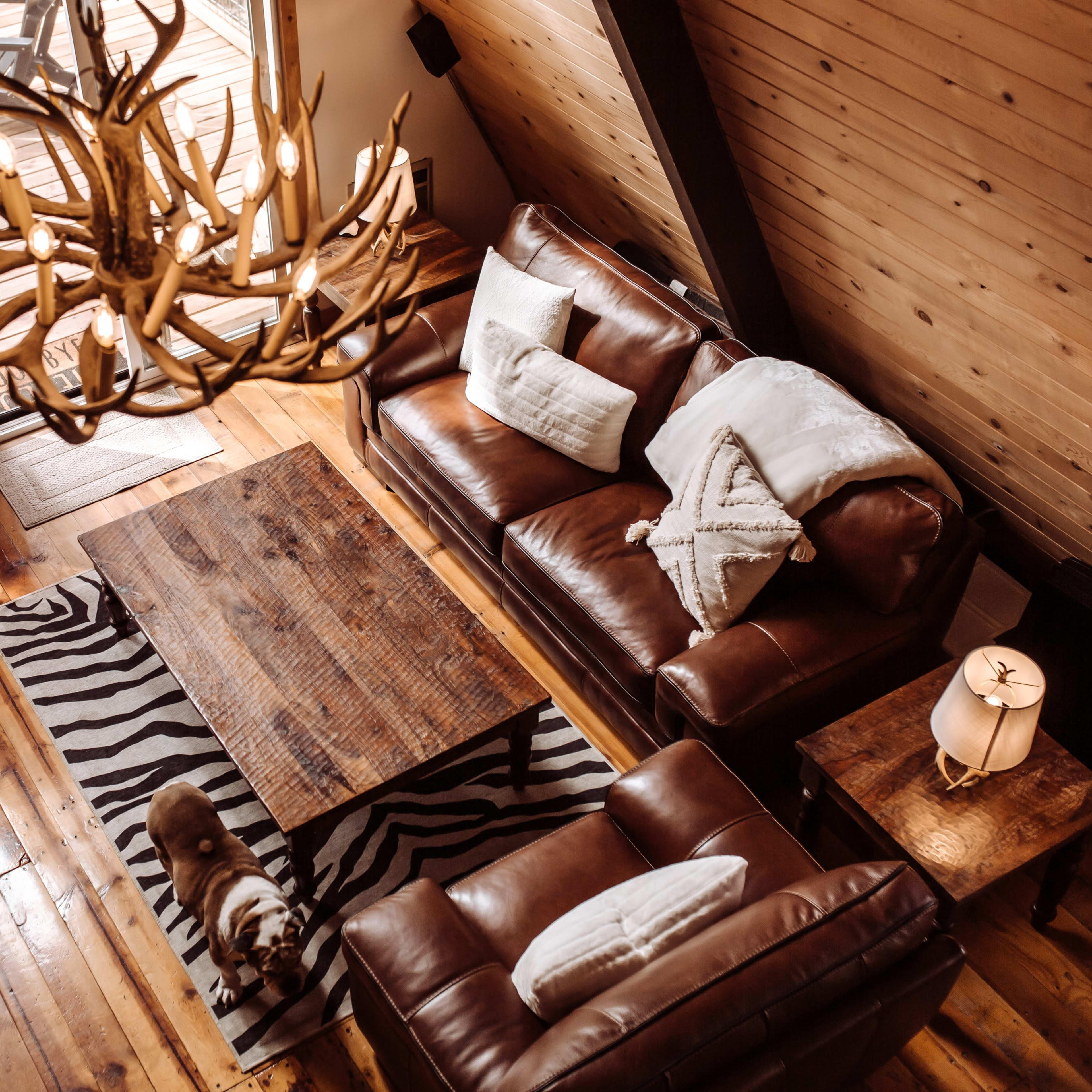 A cozy living room with leather sofas, a wooden coffee table, a large antler chandelier, and a dog on a zebra-patterned rug.
