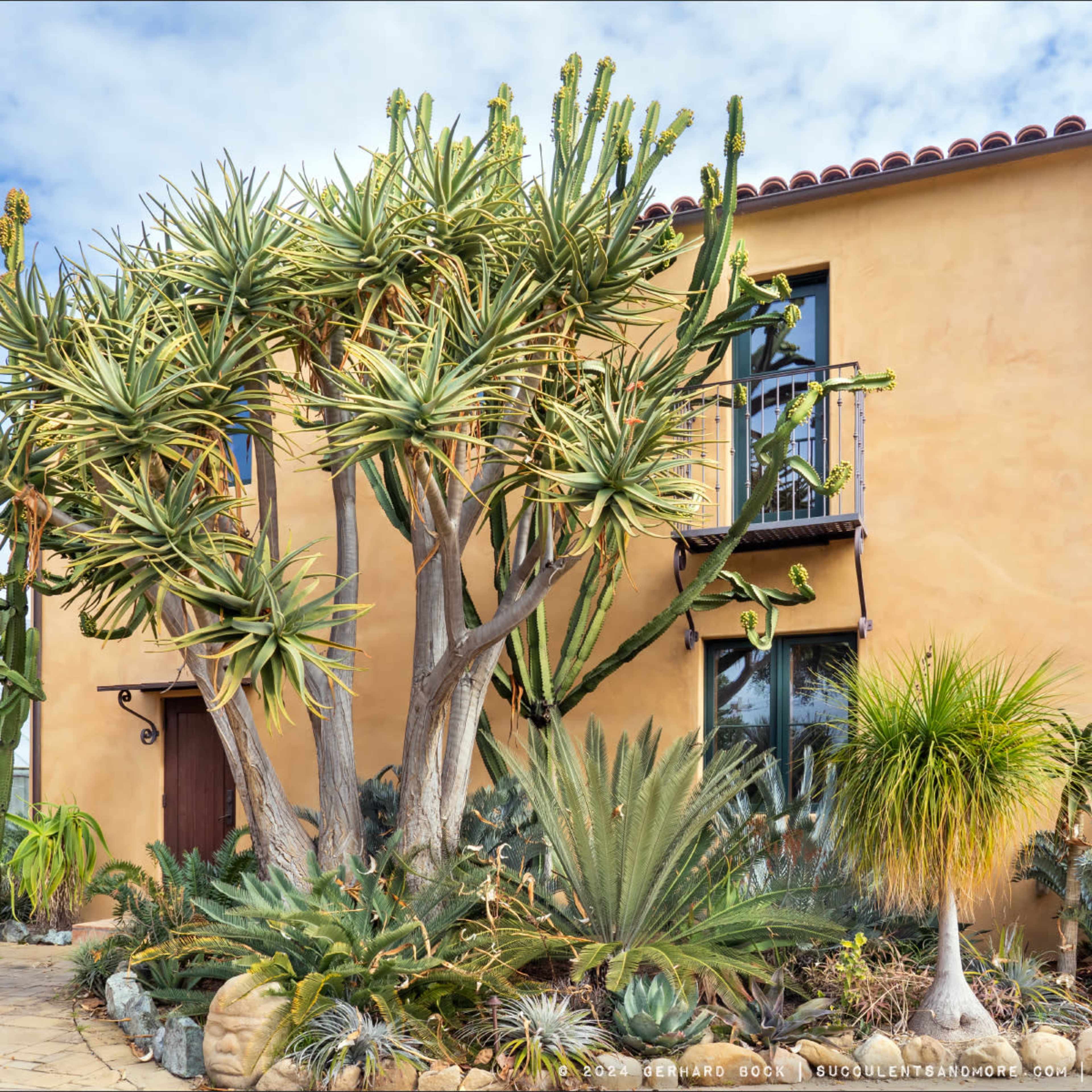 A stucco house with multiple windows is surrounded by various cacti and succulent plants in a landscaped garden.