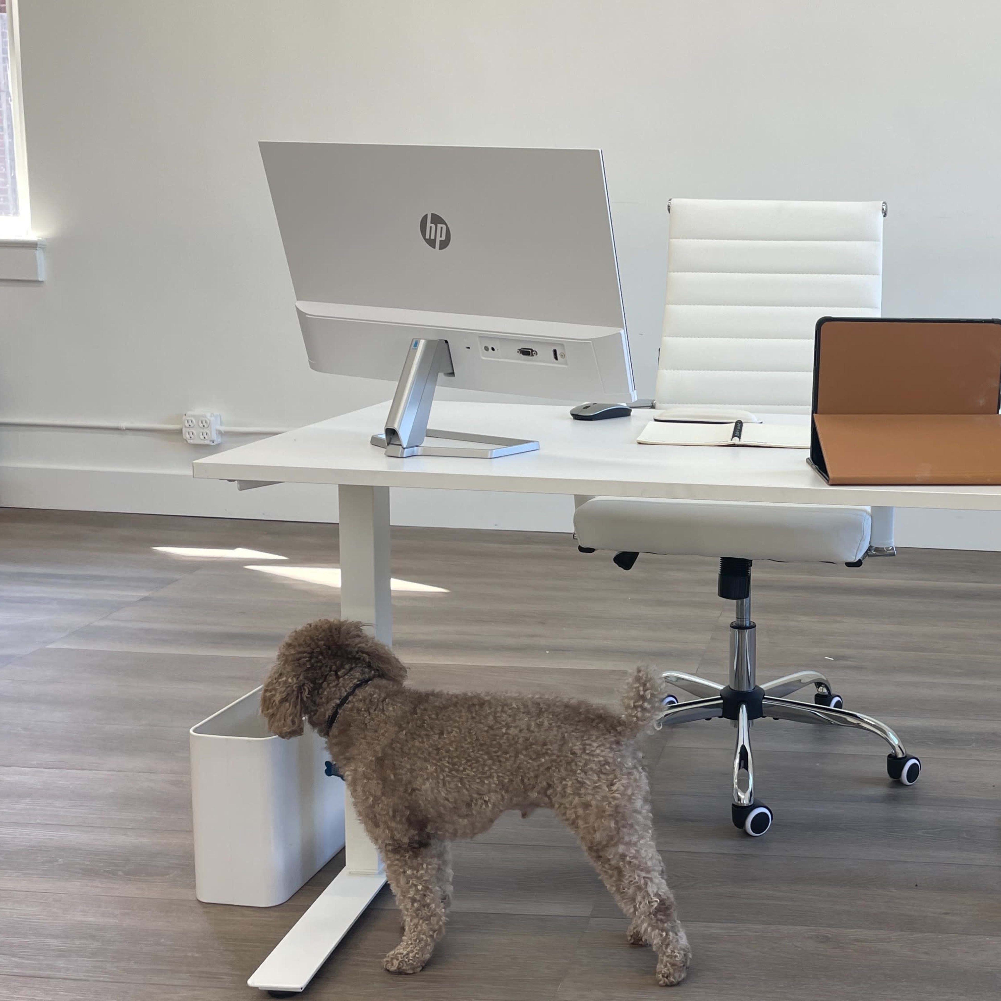 A light-filled office features a modern white desk, an all-in-one computer, a tablet on a stand, a small potted plant, and a dog near a wastebasket.