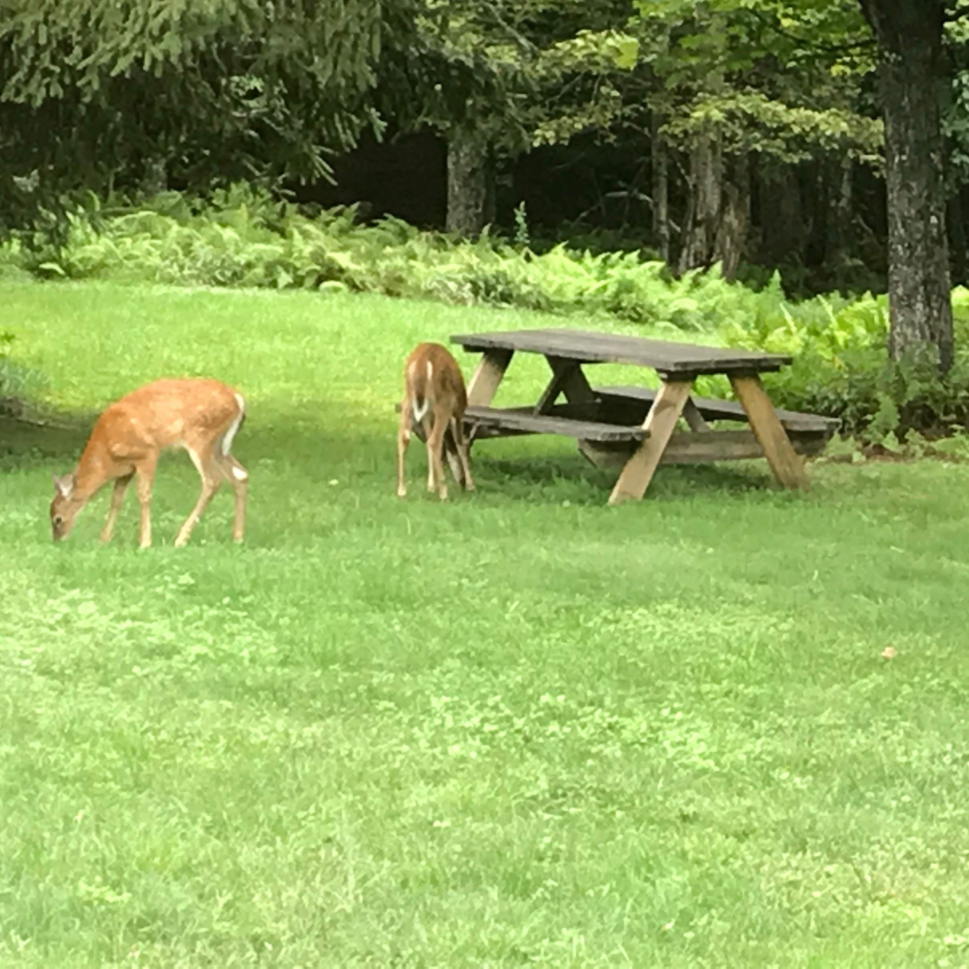 Two deer graze near a picnic table in a grassy area surrounded by trees and ferns.